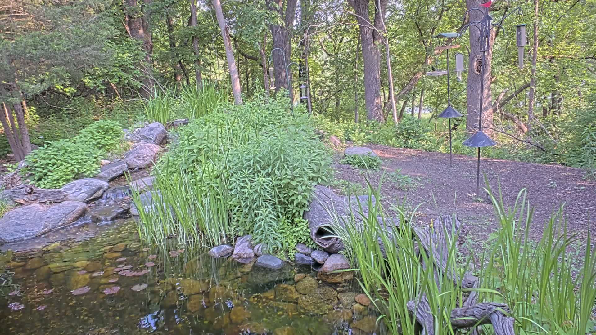 A small pond with a gently flowing stream is nestled amongst lush green vegetation and rocks in a wooded area.