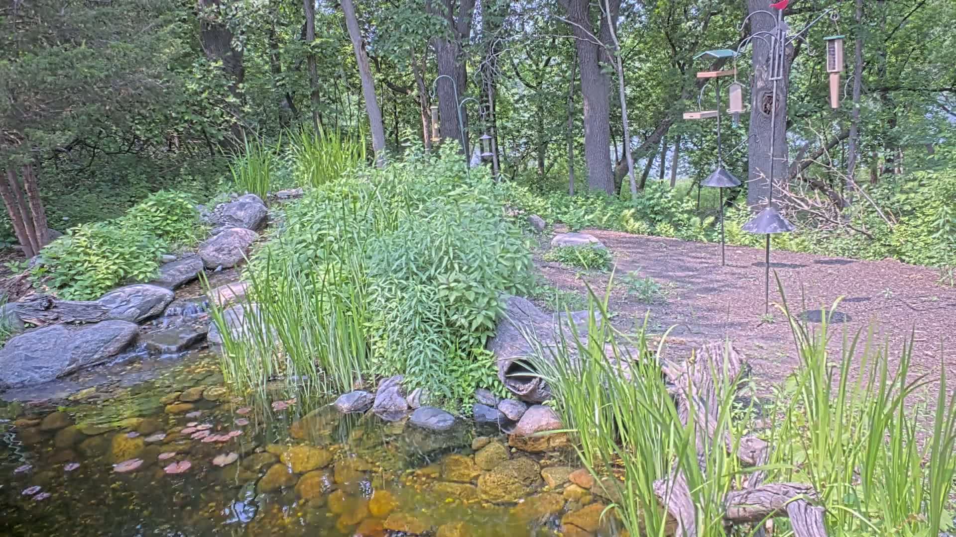A small pond with rocks and lush greenery borders a wooded area containing several bird feeders on stands.