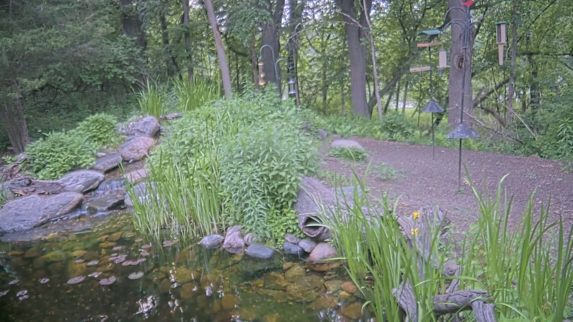 Bloomington, Richardson Nature Center Live Cam – Bloomington, Hennepin, Minnesota, USA