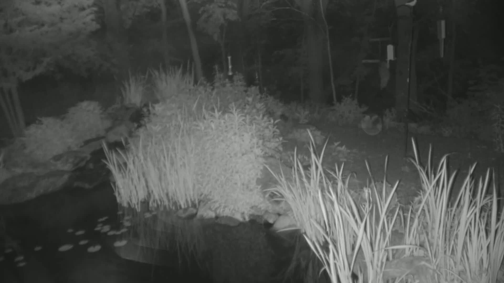 A nighttime, infrared image shows a pond with lily pads, surrounded by tall grasses and other plants in a wooded area.