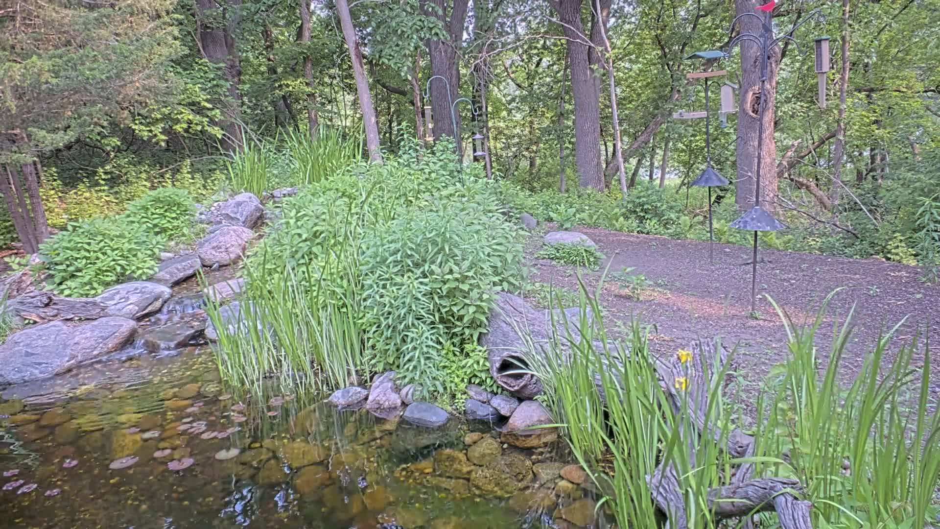 A small pond with a trickling stream flows through a lush green wooded area, featuring several bird feeders on tall metal stands.