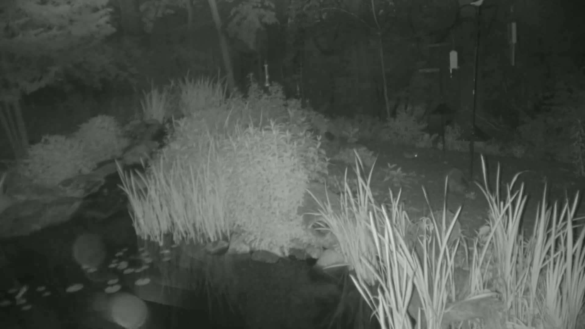 A nighttime, infrared image shows a pond surrounded by tall grasses and other plants, with a bird feeder visible in the background.