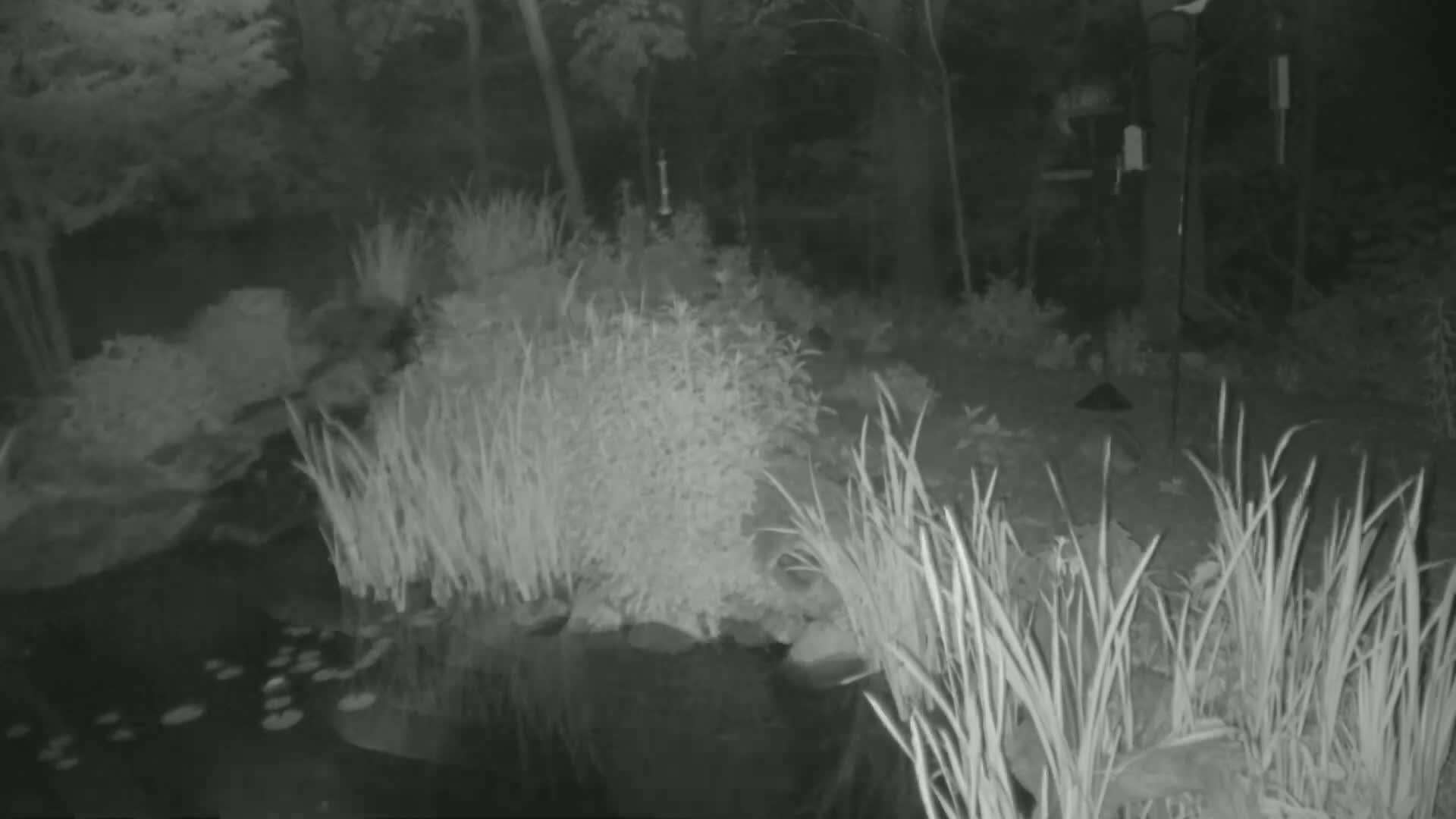 A nighttime, grayscale image shows a pond surrounded by tall grasses and other plants, with a bird feeder visible in the background.