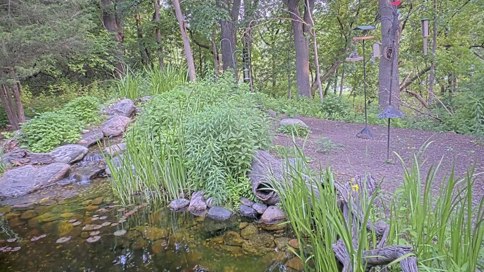 A small pond with lily pads and a rock waterfall flows into it, bordered by lush vegetation and several bird feeders stand in a wooded area.