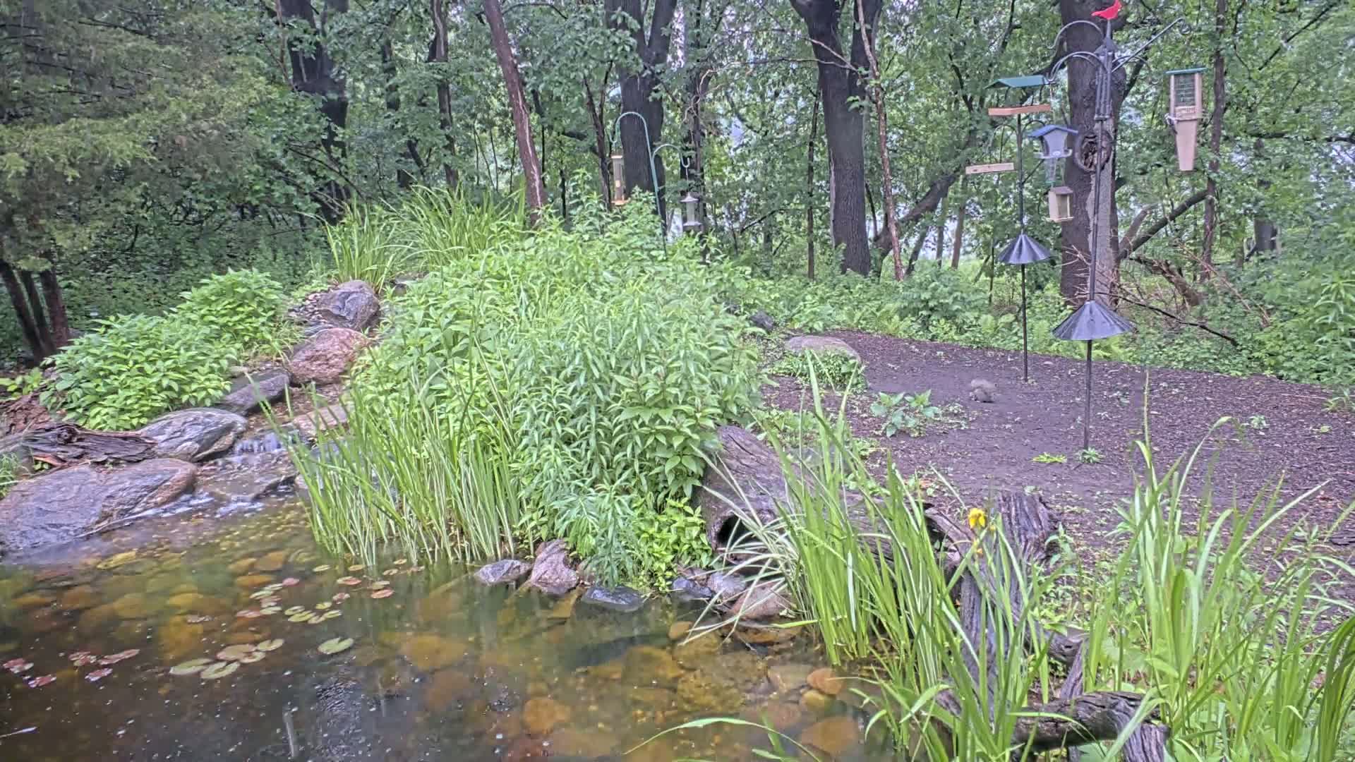 A small pond with lily pads is nestled in a lush, wooded area with several bird feeders and a small waterfall.