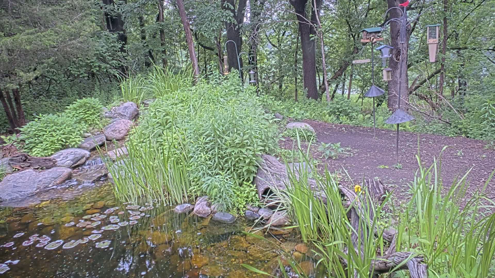 A small pond with lily pads is nestled within a lush, wooded area, featuring a small waterfall cascading over rocks and multiple bird feeders hanging from metal stands.
