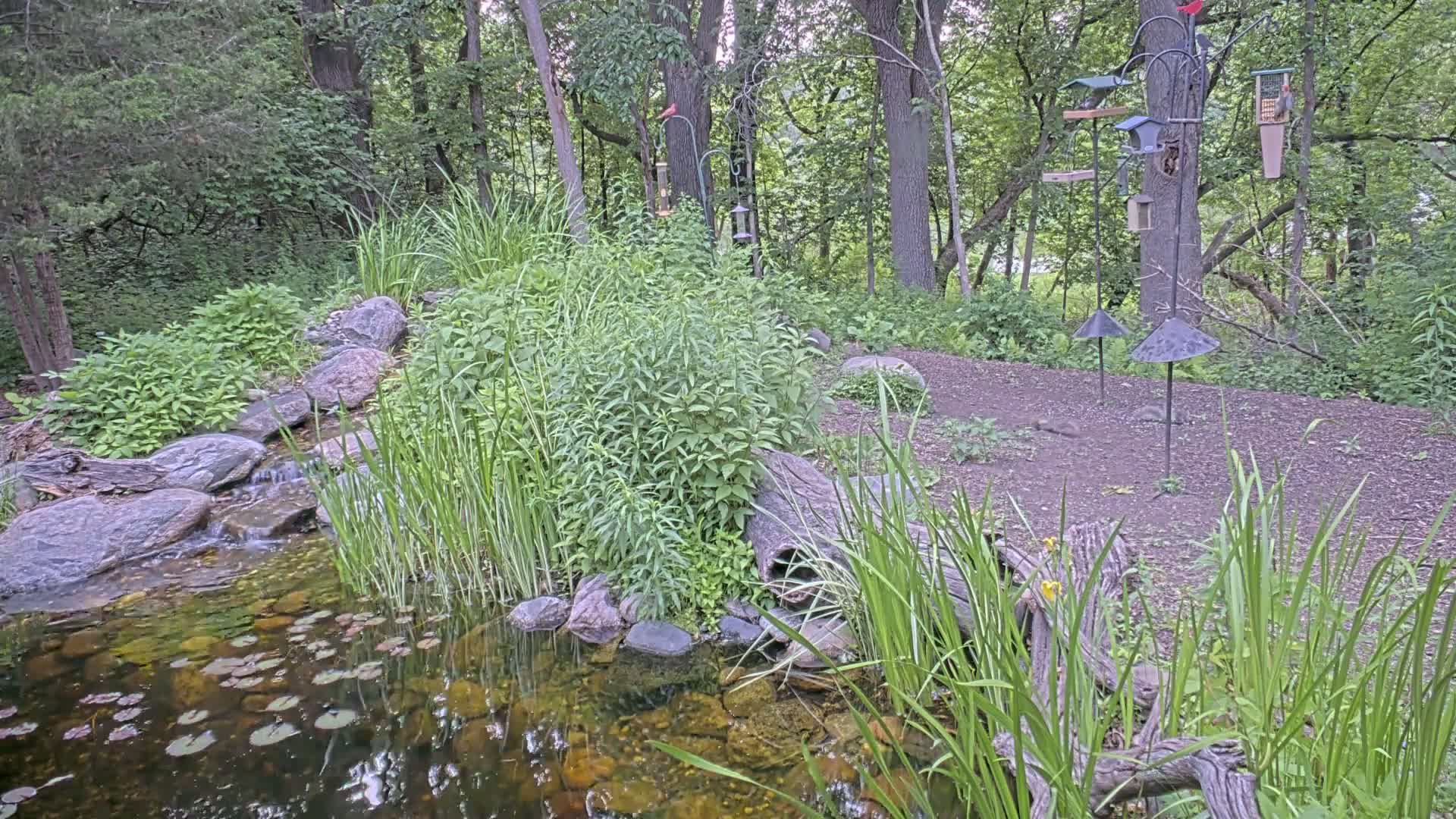 A small pond with a trickling stream flows through lush green vegetation and rocks, next to several bird feeders in a wooded area.