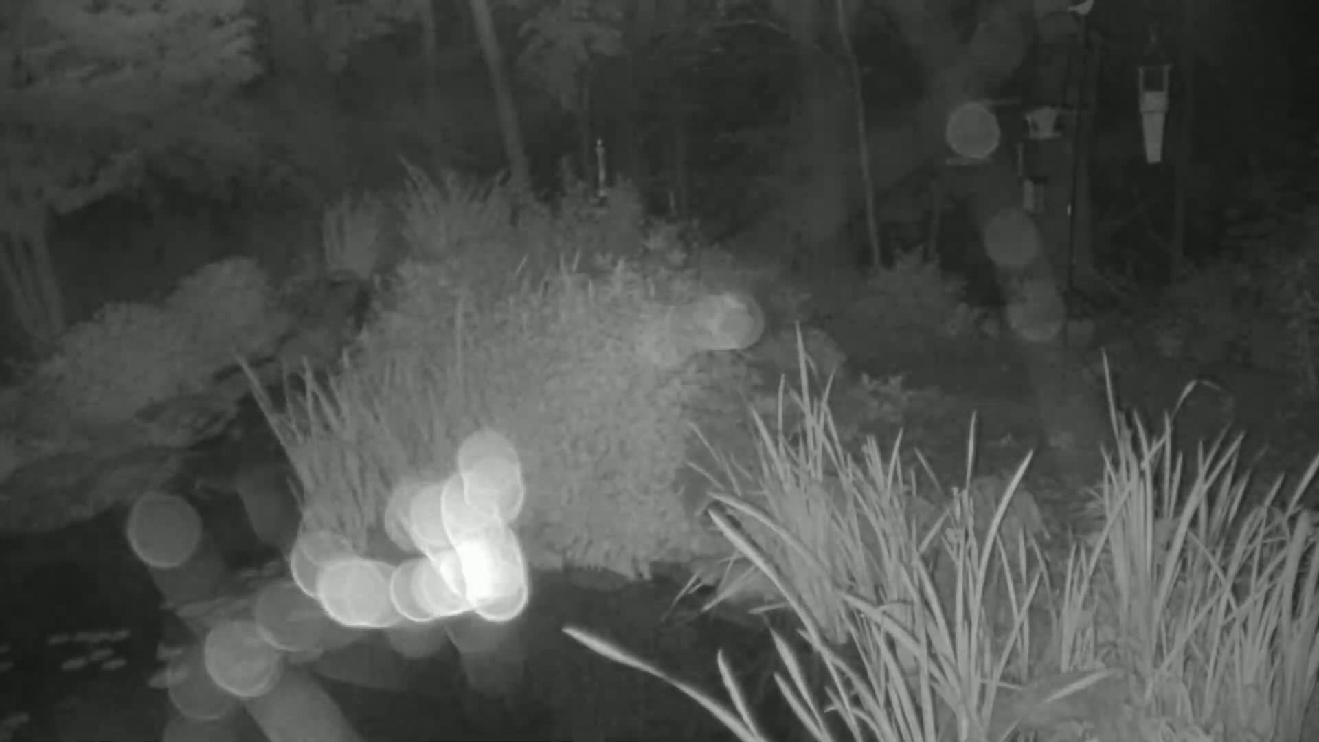 A nighttime, infrared image shows a garden scene with tall grasses near a pond, featuring blurred lights in the foreground.