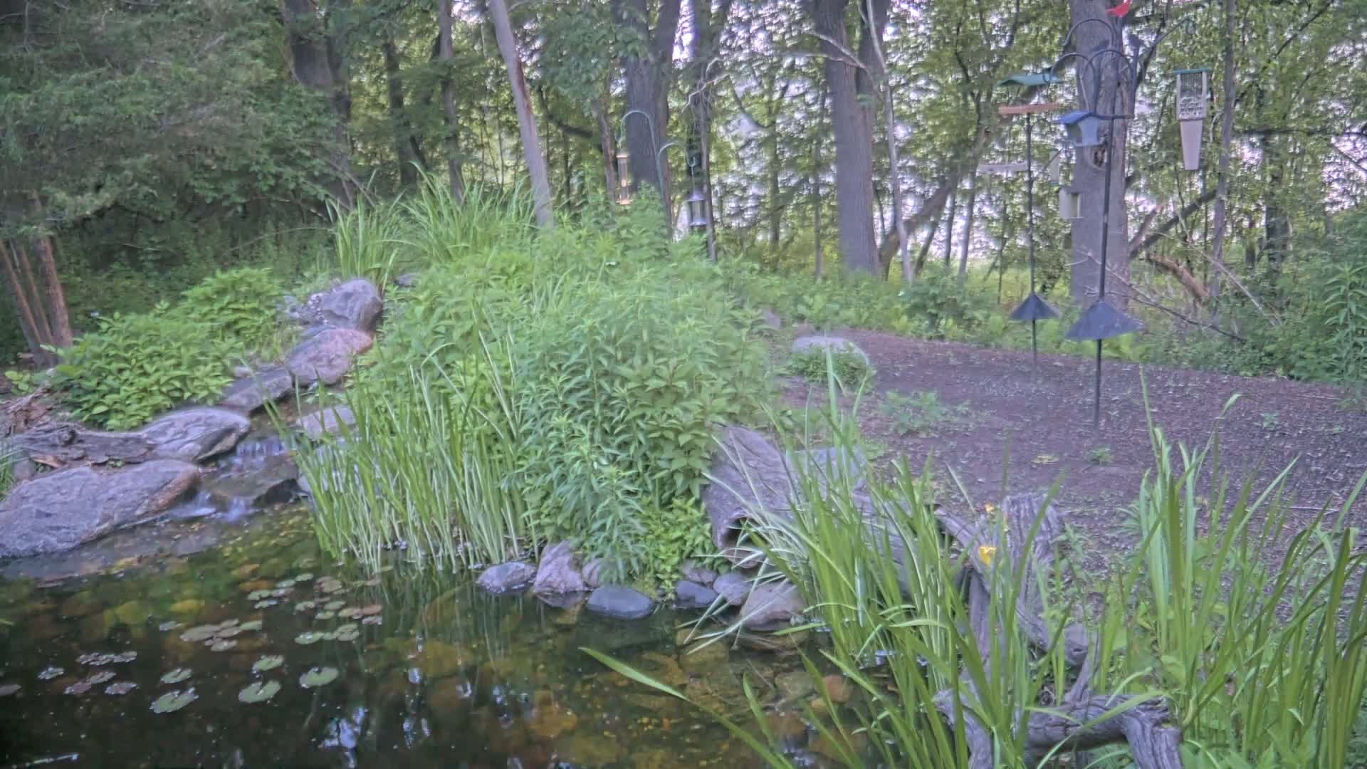 A small pond with lily pads, fed by a stream cascading over rocks, is nestled amongst lush greenery and trees in a wooded area.