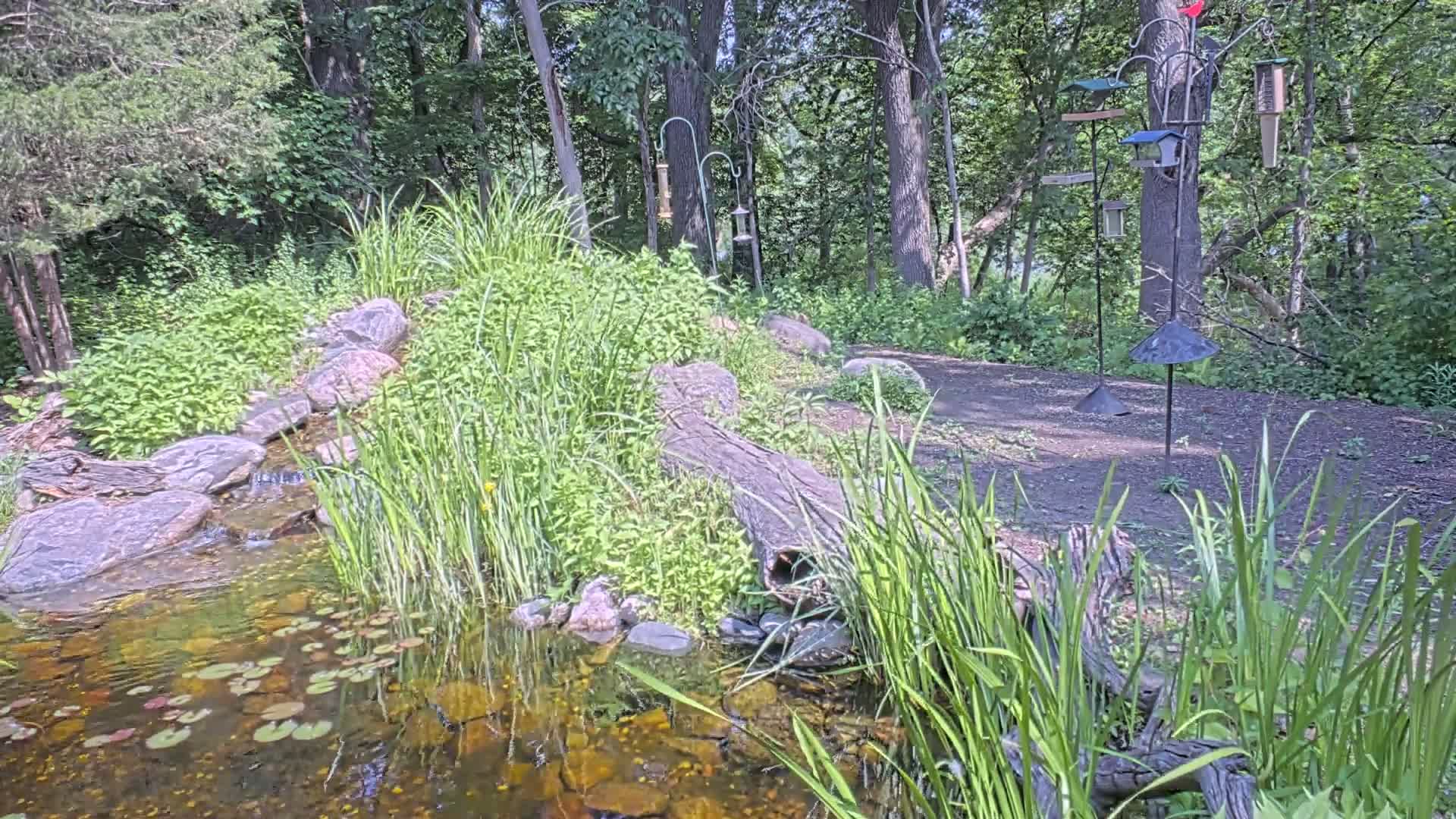 A small pond with lily pads and a rocky stream flows into it, bordered by lush green vegetation and several bird feeders stand in the background of a wooded area on a sunny day.