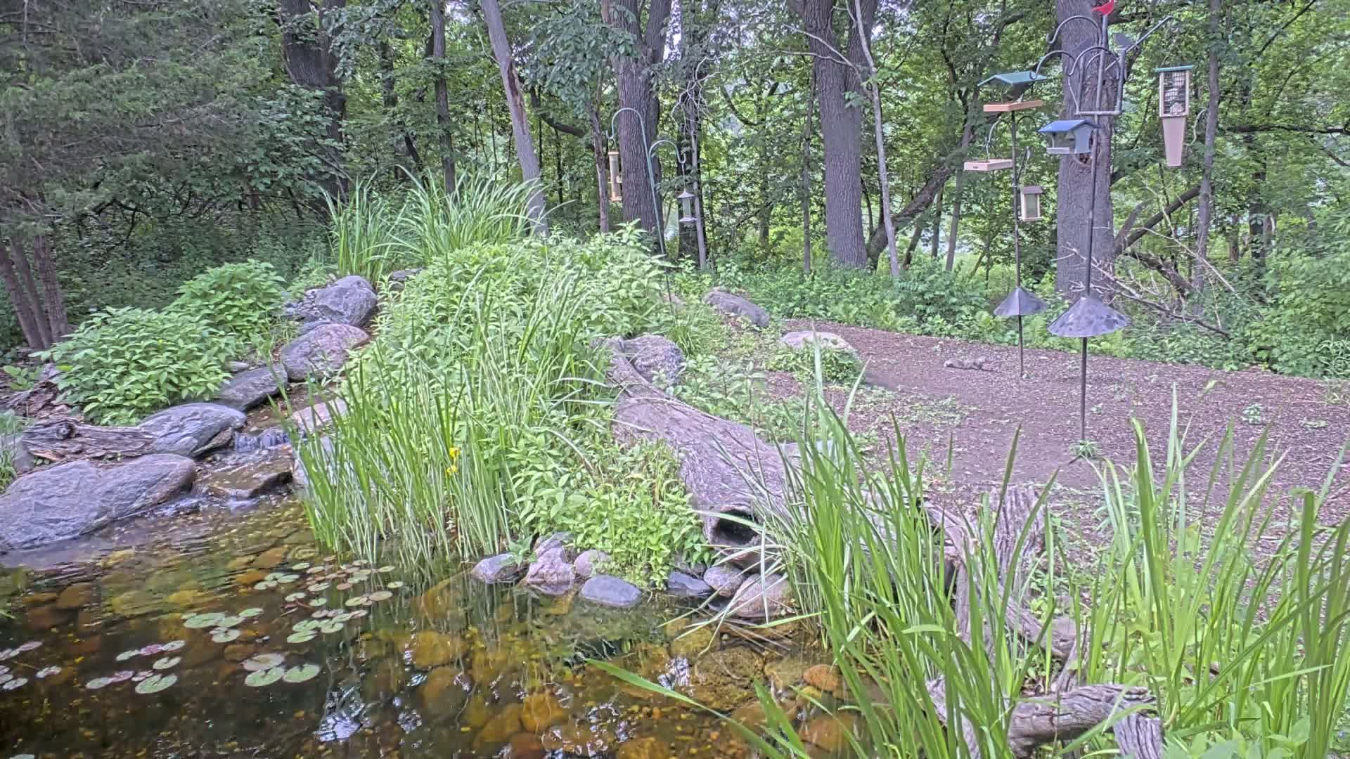 A small pond with lily pads, a trickling stream, and lush green vegetation borders a wooded area containing several bird feeders on tall metal stands.