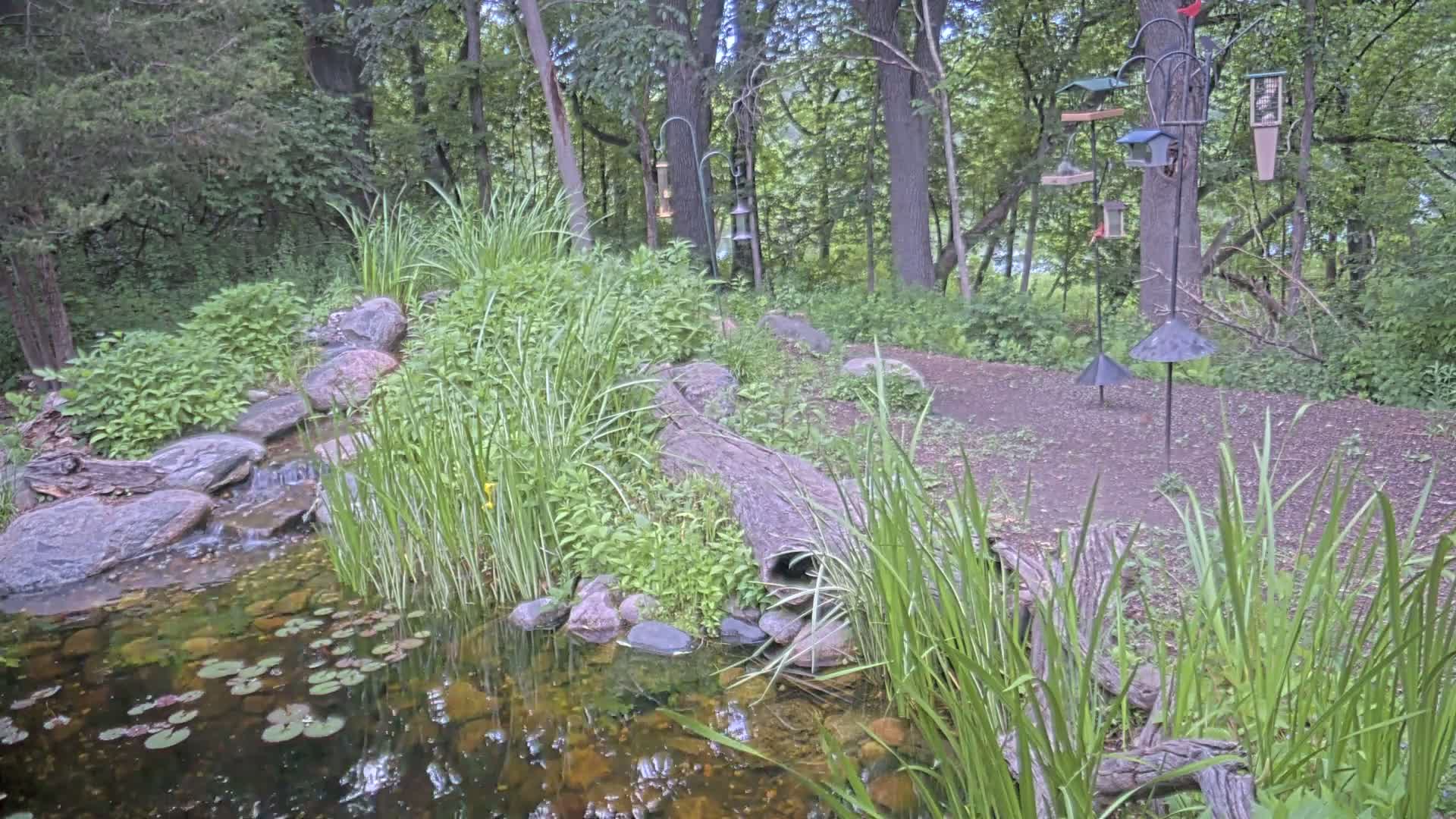 Bloomington, Richardson Nature Center Live Cam – Bloomington, Hennepin, Minnesota, USA