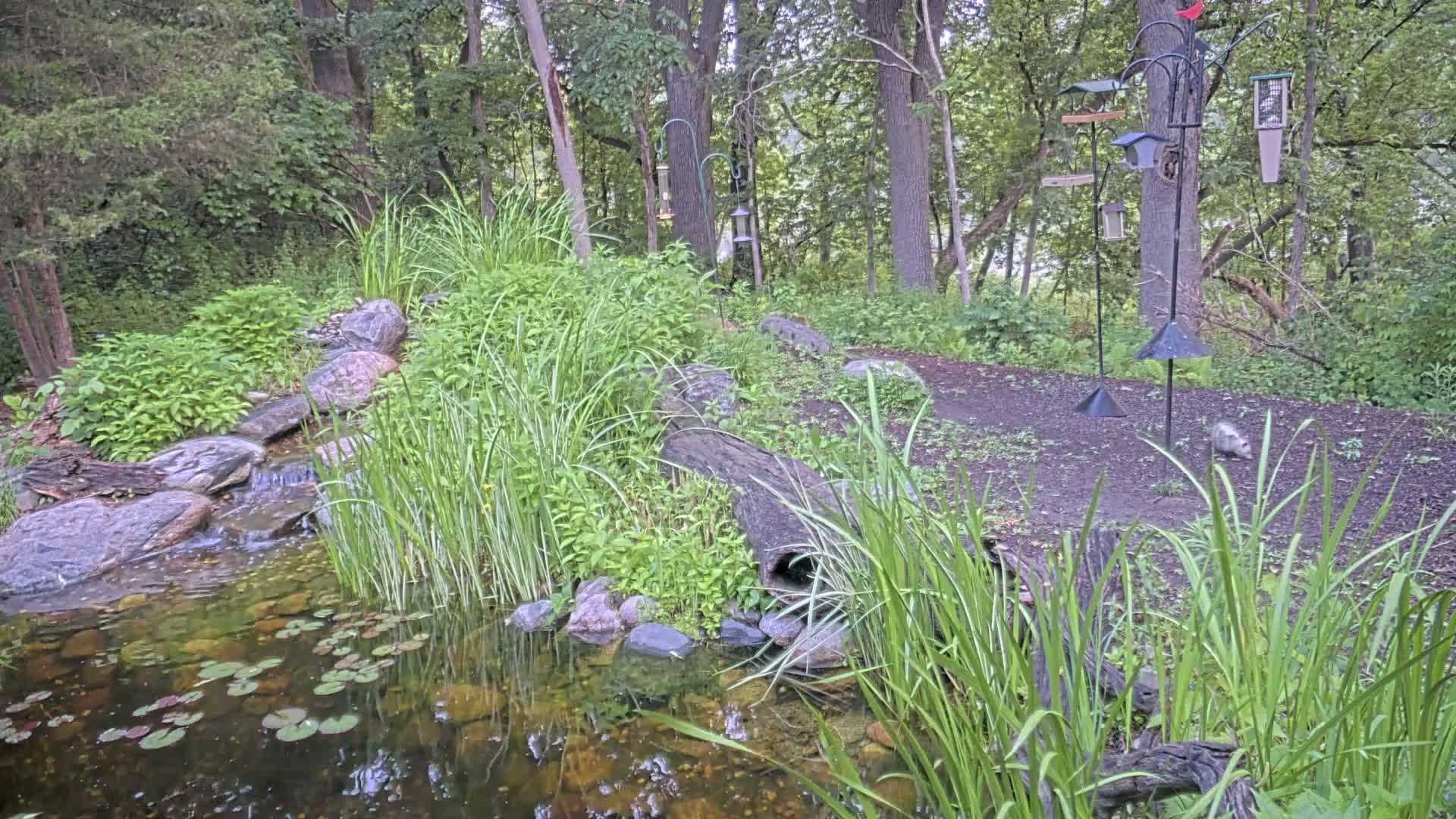 A small pond with lily pads and a waterfall flows through a lush woodland garden, where a small animal runs past several bird feeders on stands.