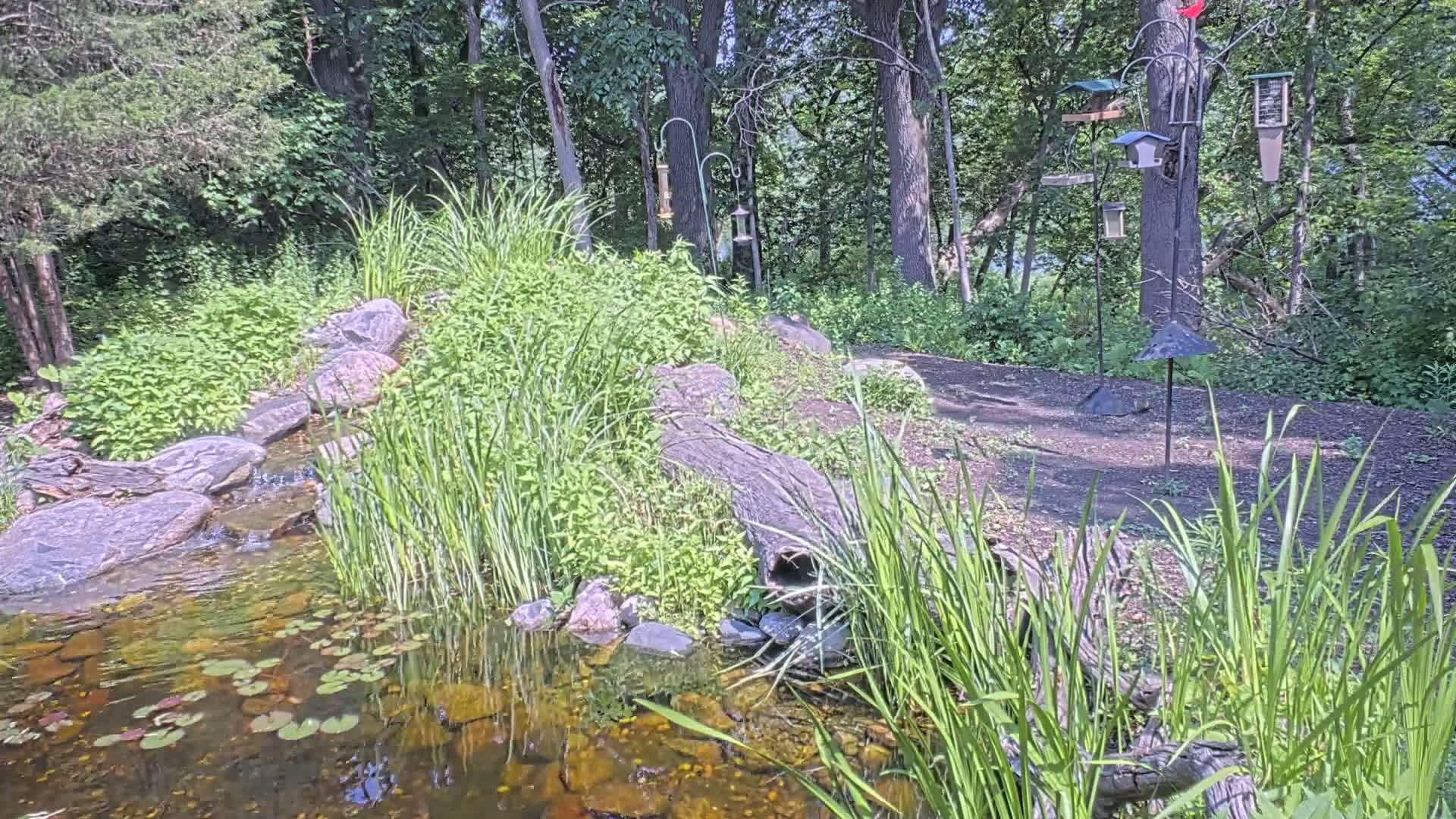 A small pond and stream flow through a lush, wooded area on a sunny day, with several bird feeders standing nearby.
