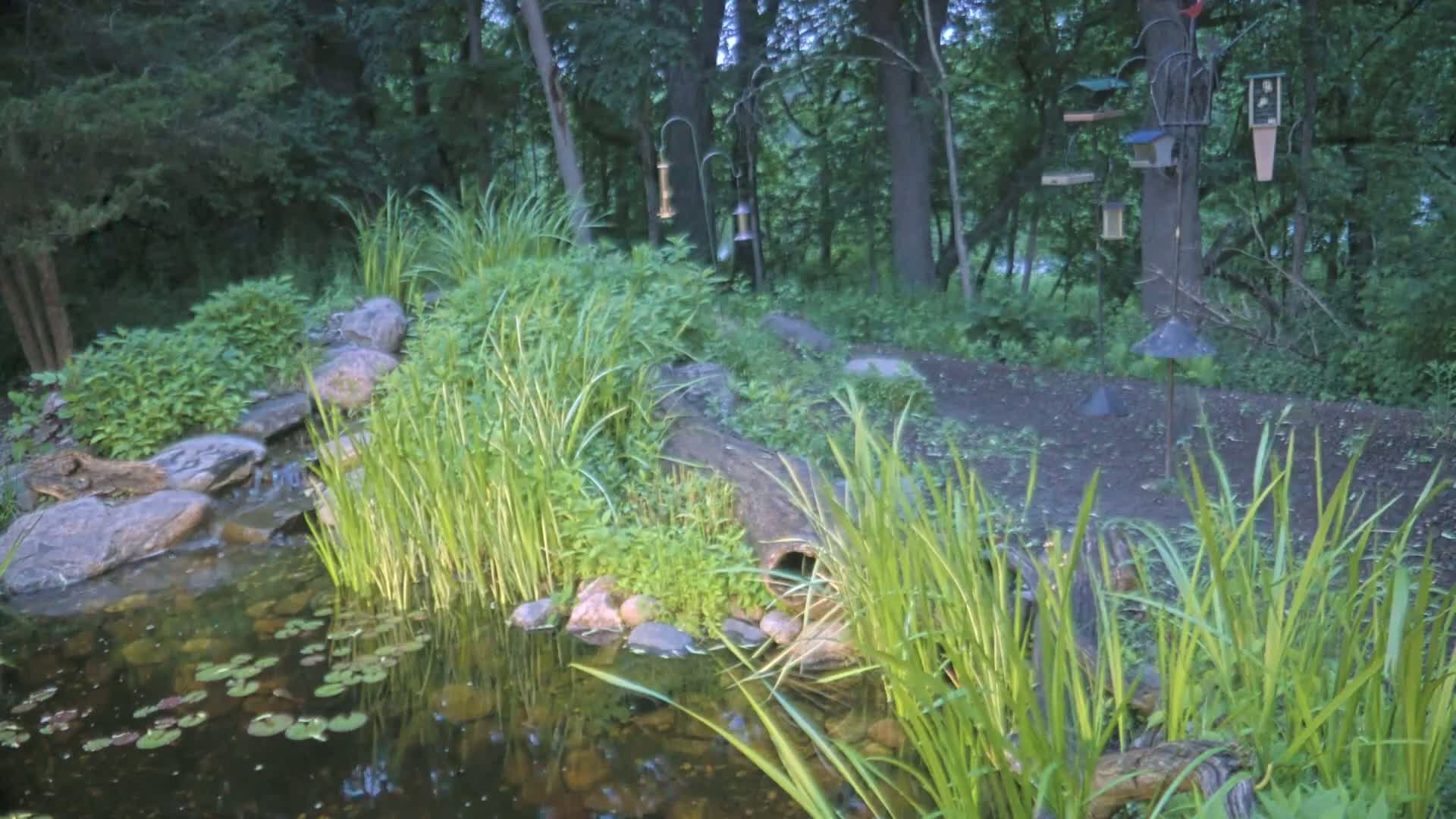 A small pond with lily pads and tall grasses sits nestled in a wooded area, next to a small waterfall and several bird feeders.