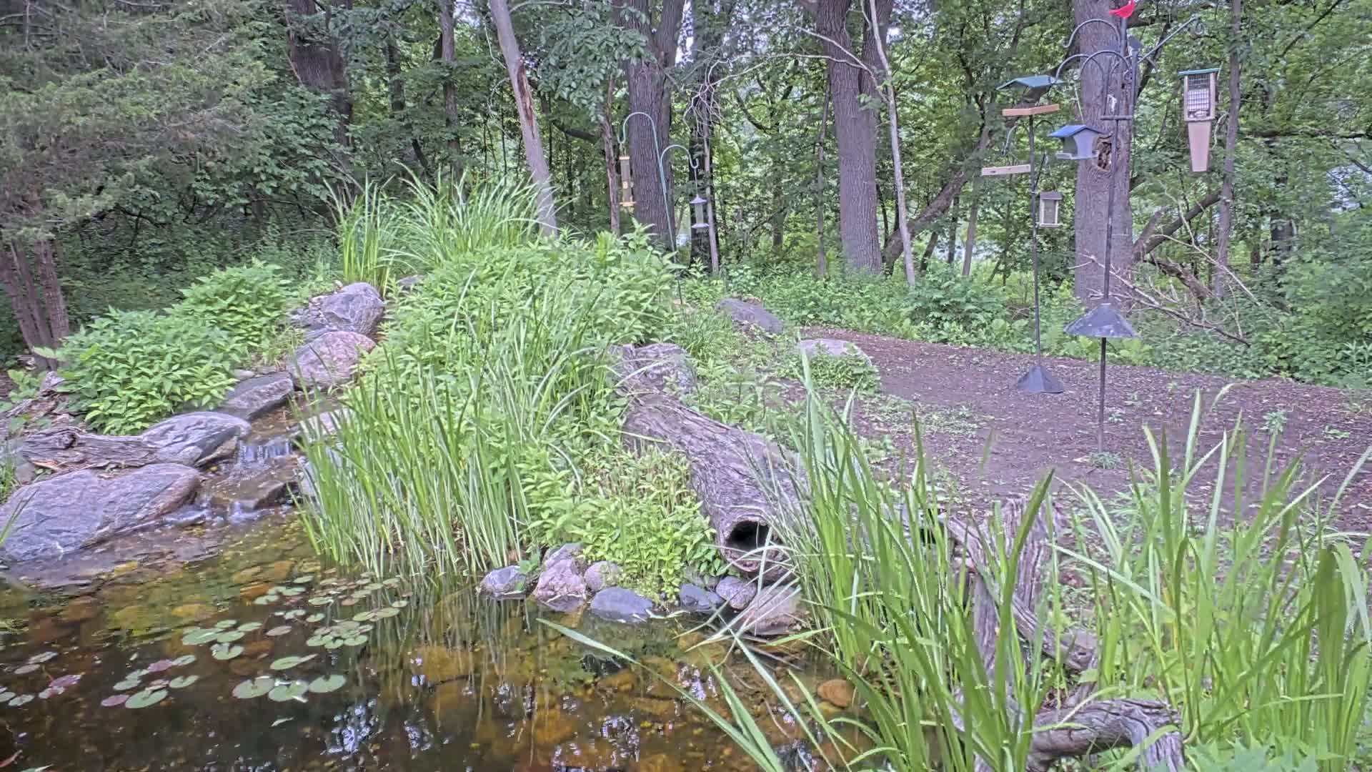 A small pond with a waterfall flows through a wooded area with tall grasses and several bird feeders.