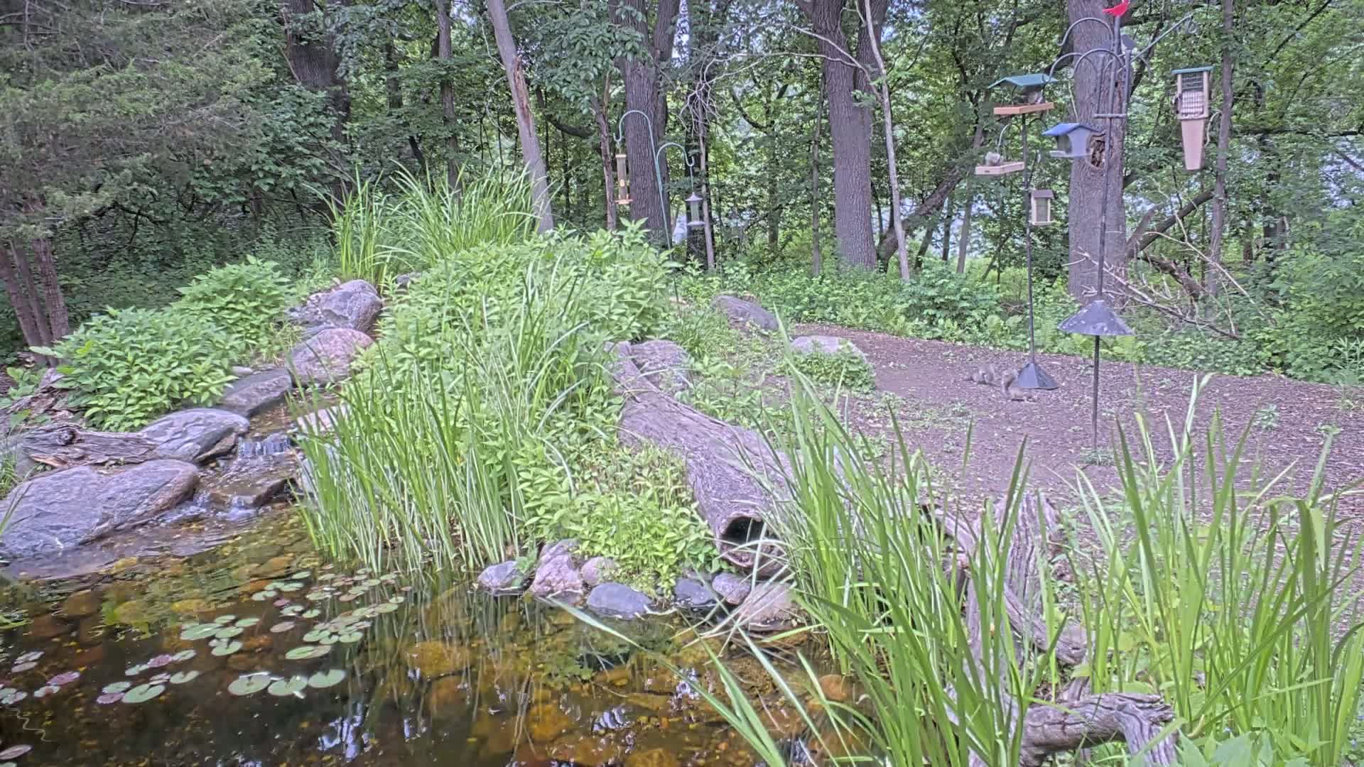 Bloomington, Richardson Nature Center Live Cam – Bloomington, Hennepin, Minnesota, USA
