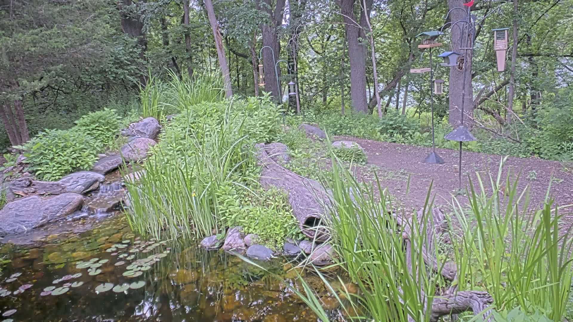 Bloomington, Richardson Nature Center Live Cam – Bloomington, Hennepin, Minnesota, USA