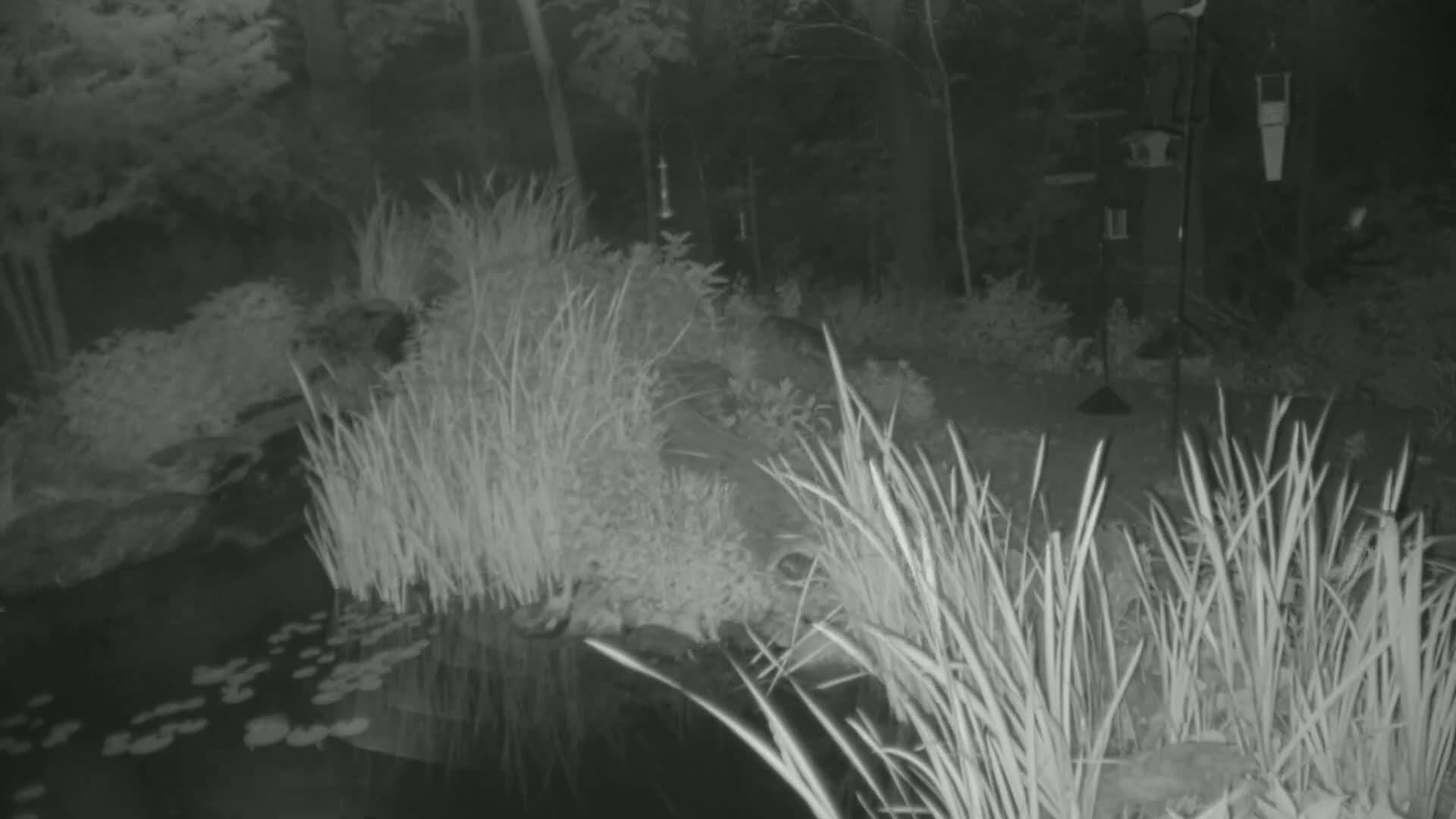 A nighttime infrared image shows a pond with lily pads, surrounded by tall grasses and shrubs, near bird feeders in a wooded backyard.