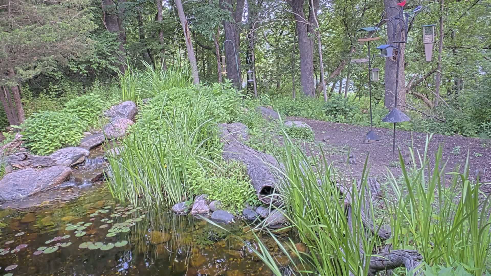 A small pond with lily pads, fed by a trickling stream over rocks, is nestled in a wooded area with several bird feeders and numerous squirrels on the ground.