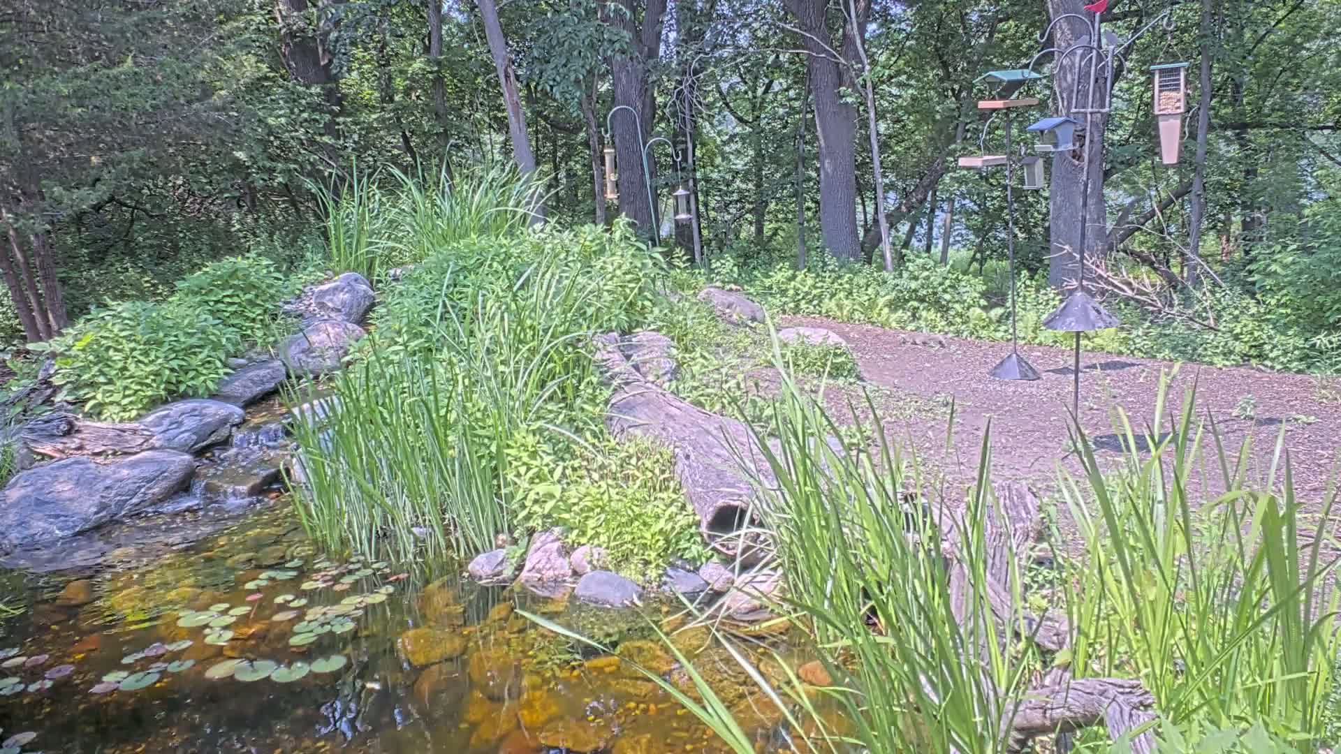 Bloomington, Richardson Nature Center Live Cam – Bloomington, Hennepin, Minnesota, USA