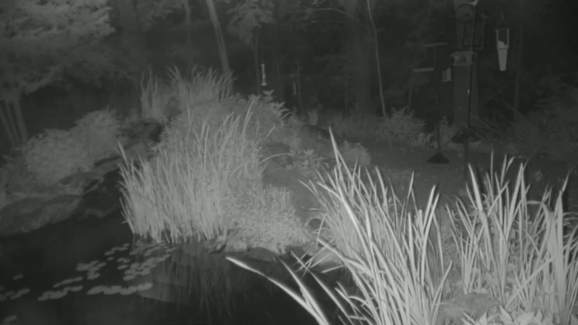 A nighttime, grayscale image shows tall grasses surrounding a pond with lily pads, near a bird feeder and in a wooded area.
