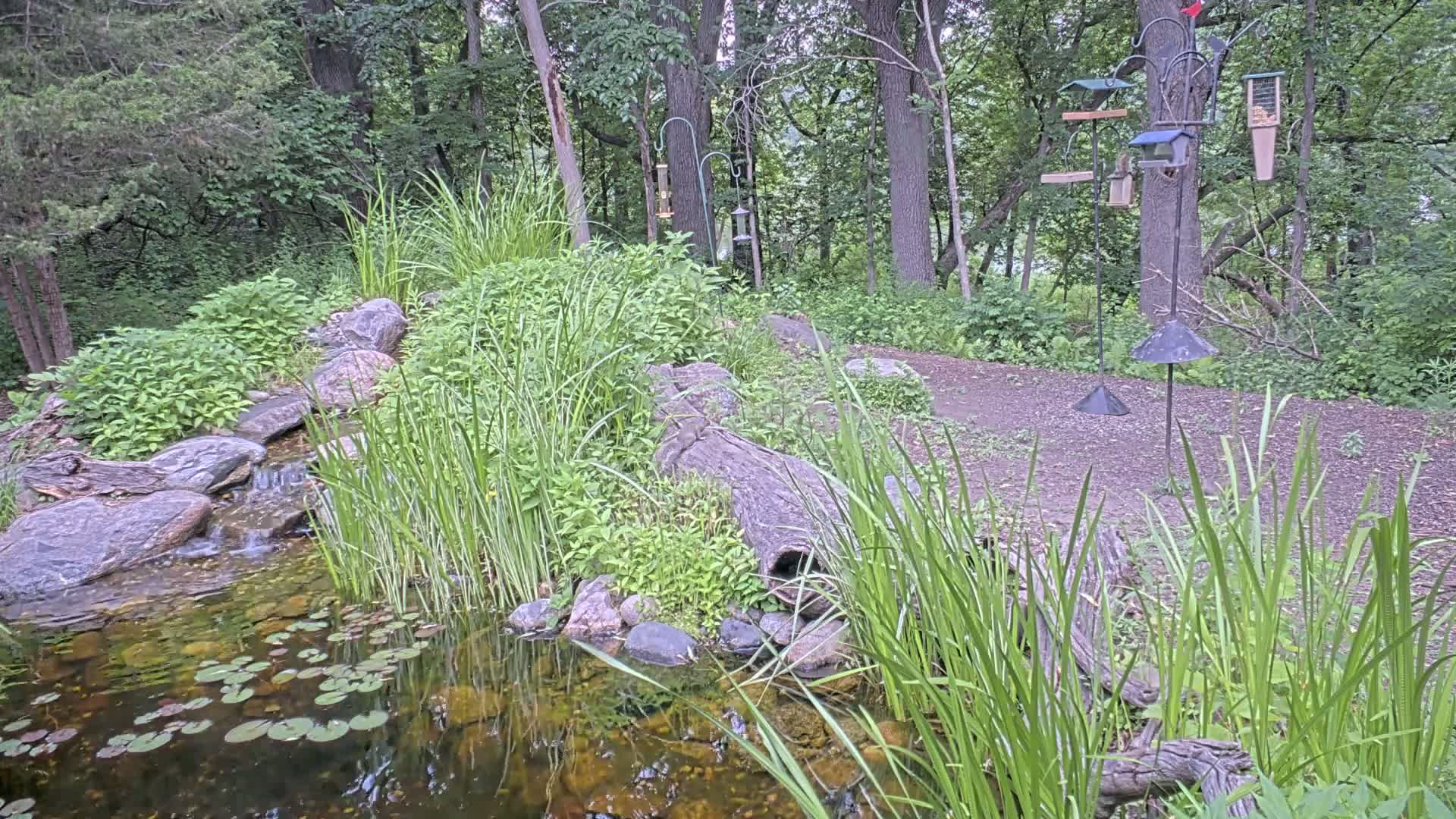A small pond with lily pads, fed by a trickling stream that flows over rocks, is nestled within a lush, green wooded area with several bird feeders.