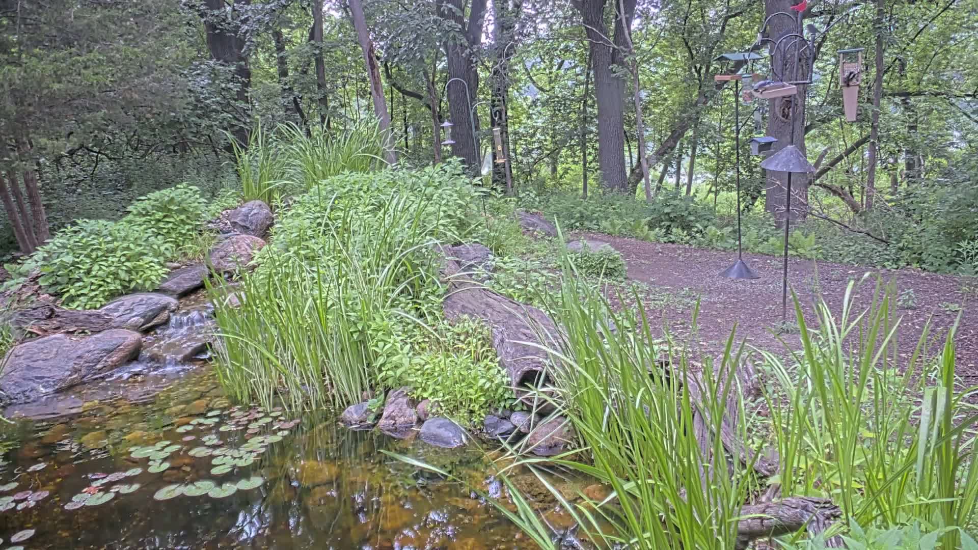 Bloomington, Richardson Nature Center Live Cam – Bloomington, Hennepin, Minnesota, USA