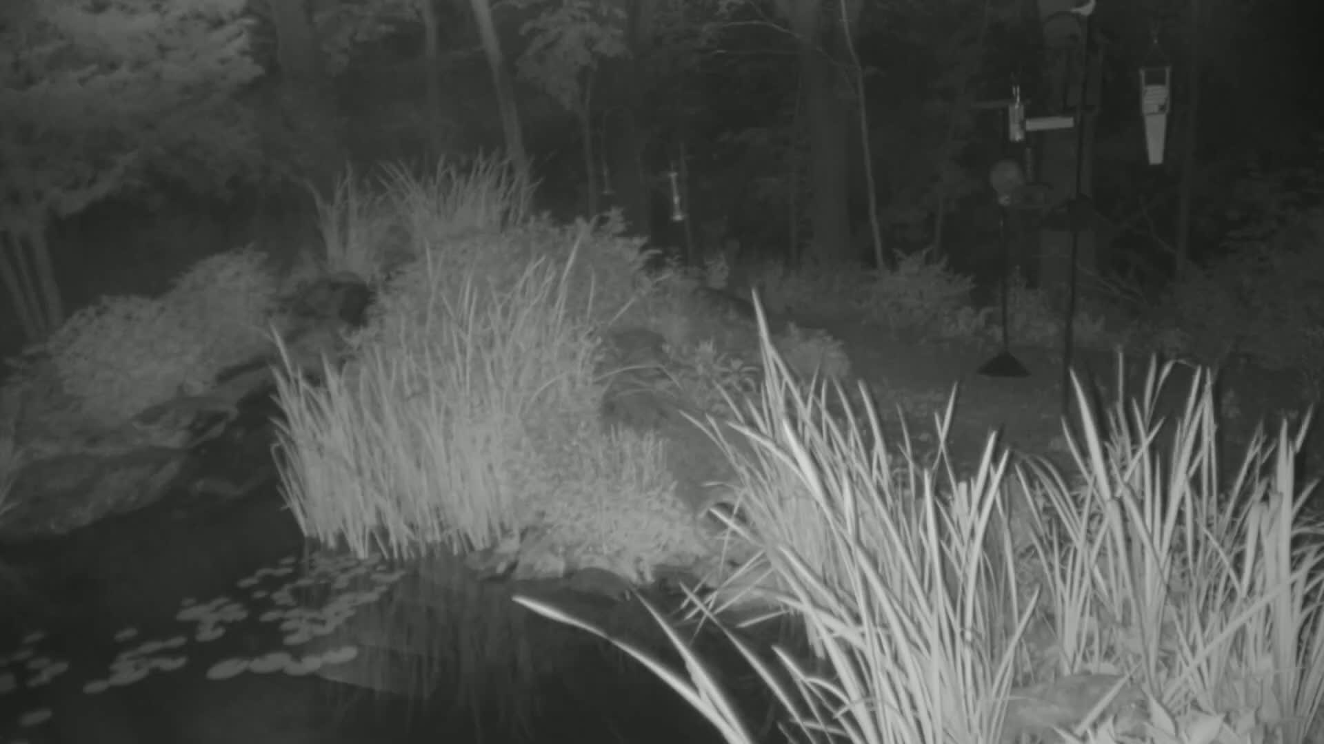 A nighttime infrared image shows tall grasses surrounding a pond with lily pads, near a bird feeder in a wooded area.