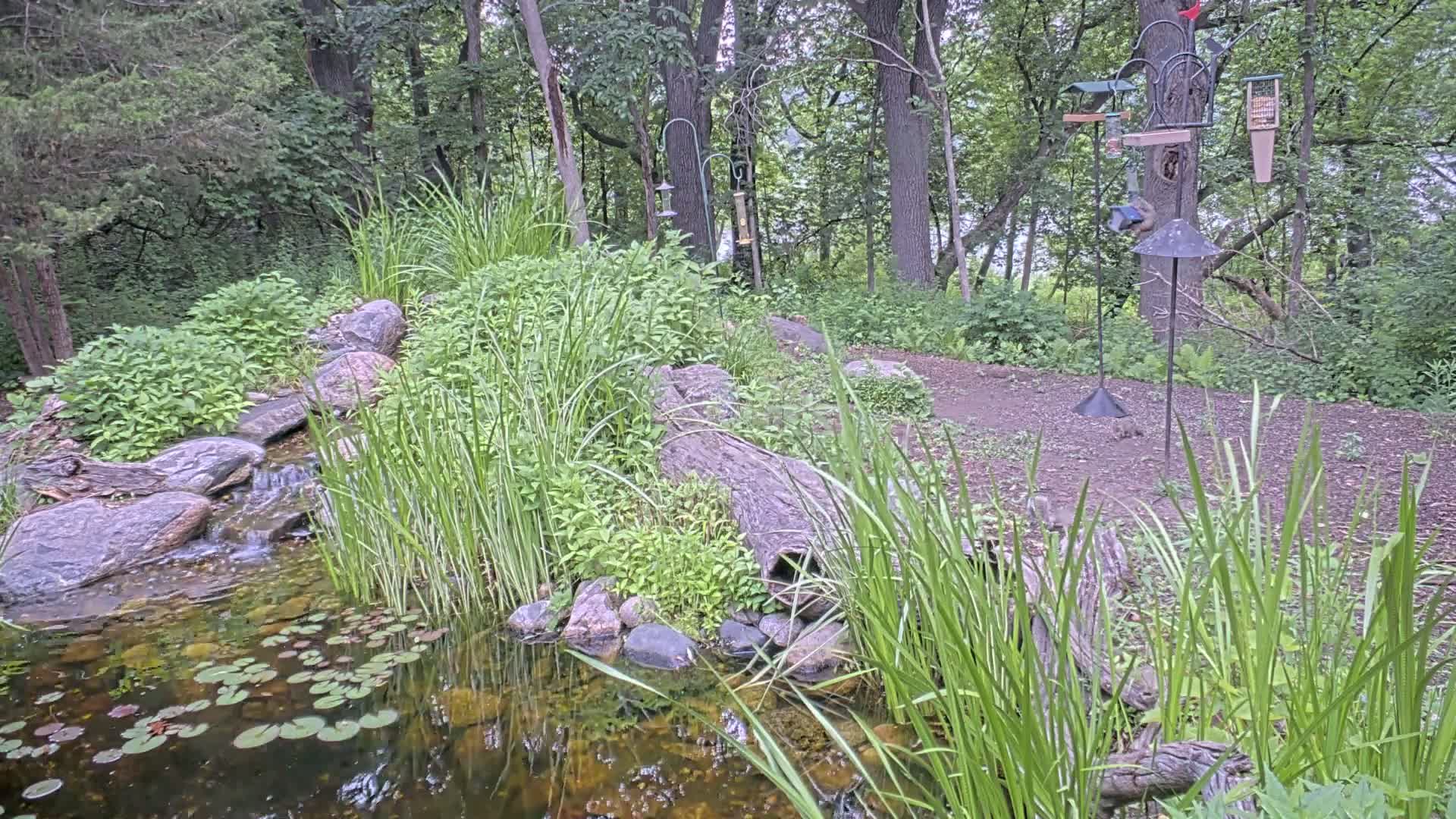 A small pond with lily pads and a small waterfall flows through a lush, wooded area with several bird feeders.