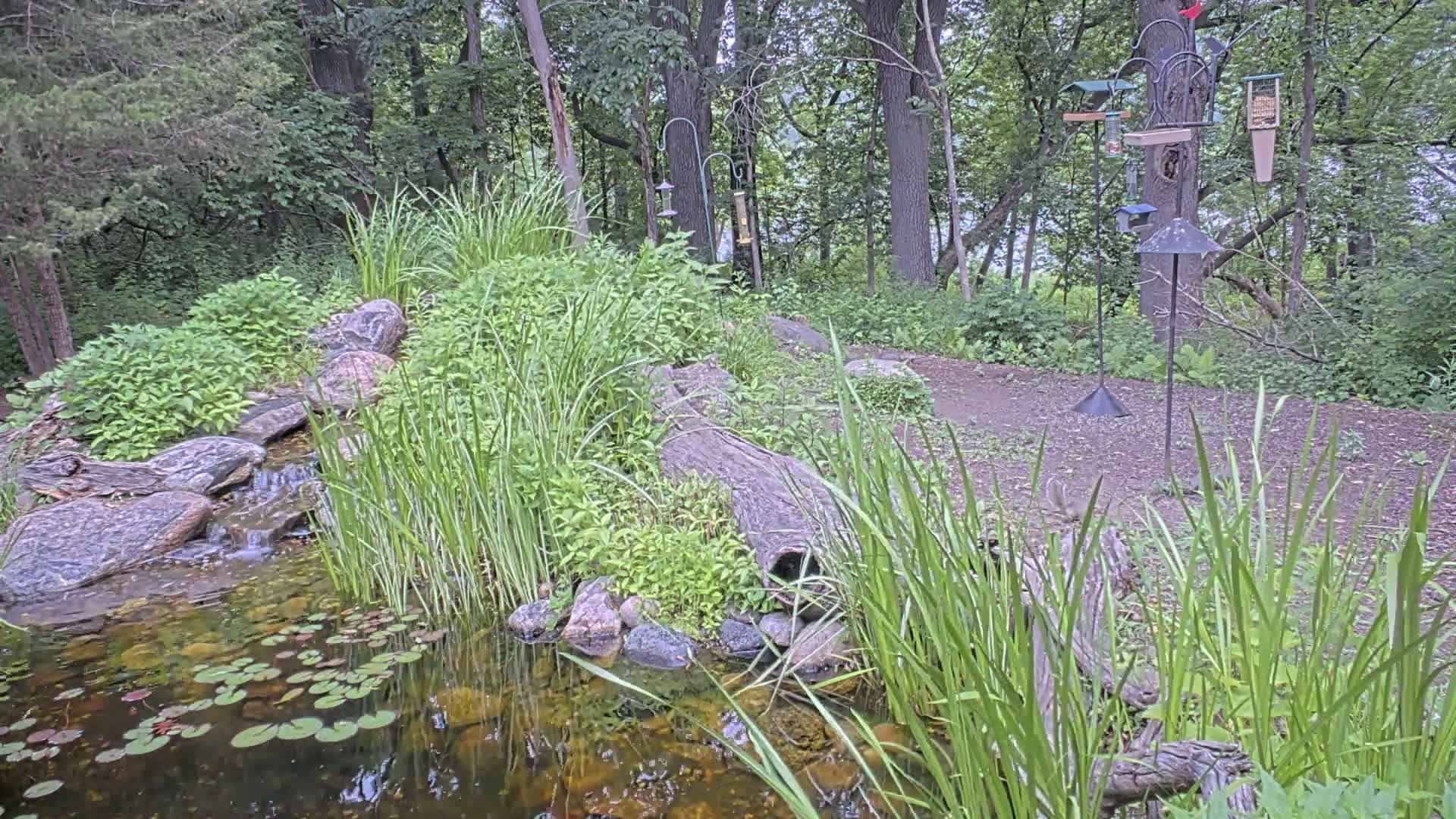 A small pond with lily pads, fed by a trickling stream, is nestled in a wooded area with tall grasses and several bird feeders on a stand.