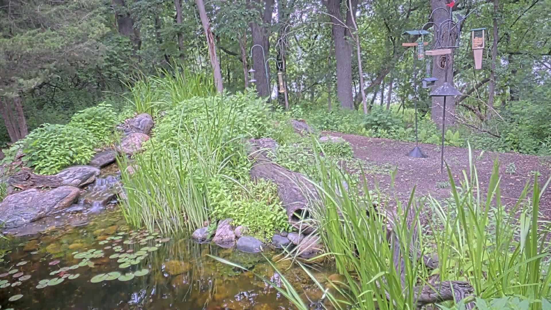Bloomington, Richardson Nature Center Live Cam – Bloomington, Hennepin, Minnesota, USA