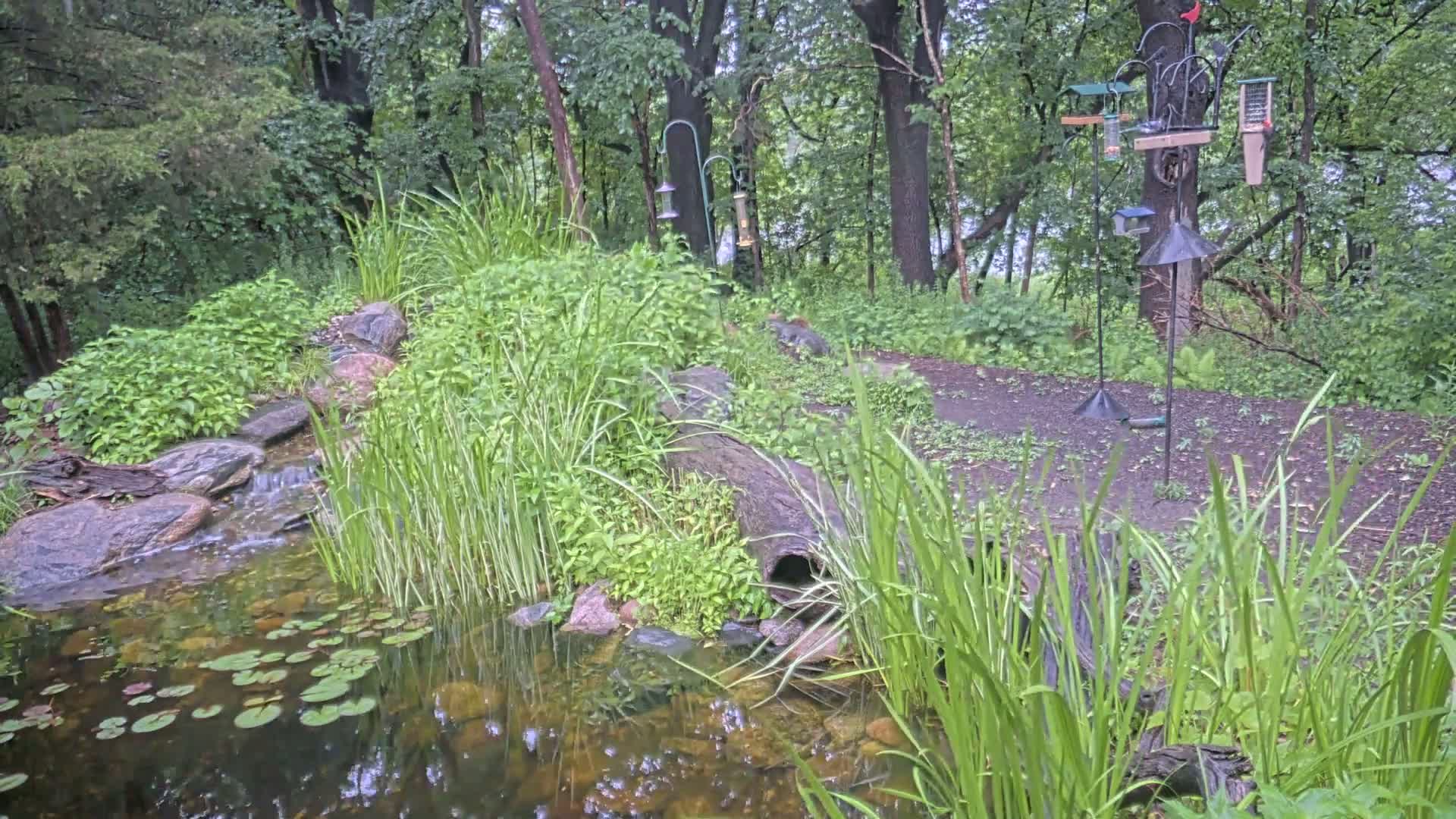 A small pond with lily pads, fed by a trickling stream, is nestled amongst lush greenery and rocks in a wooded area.