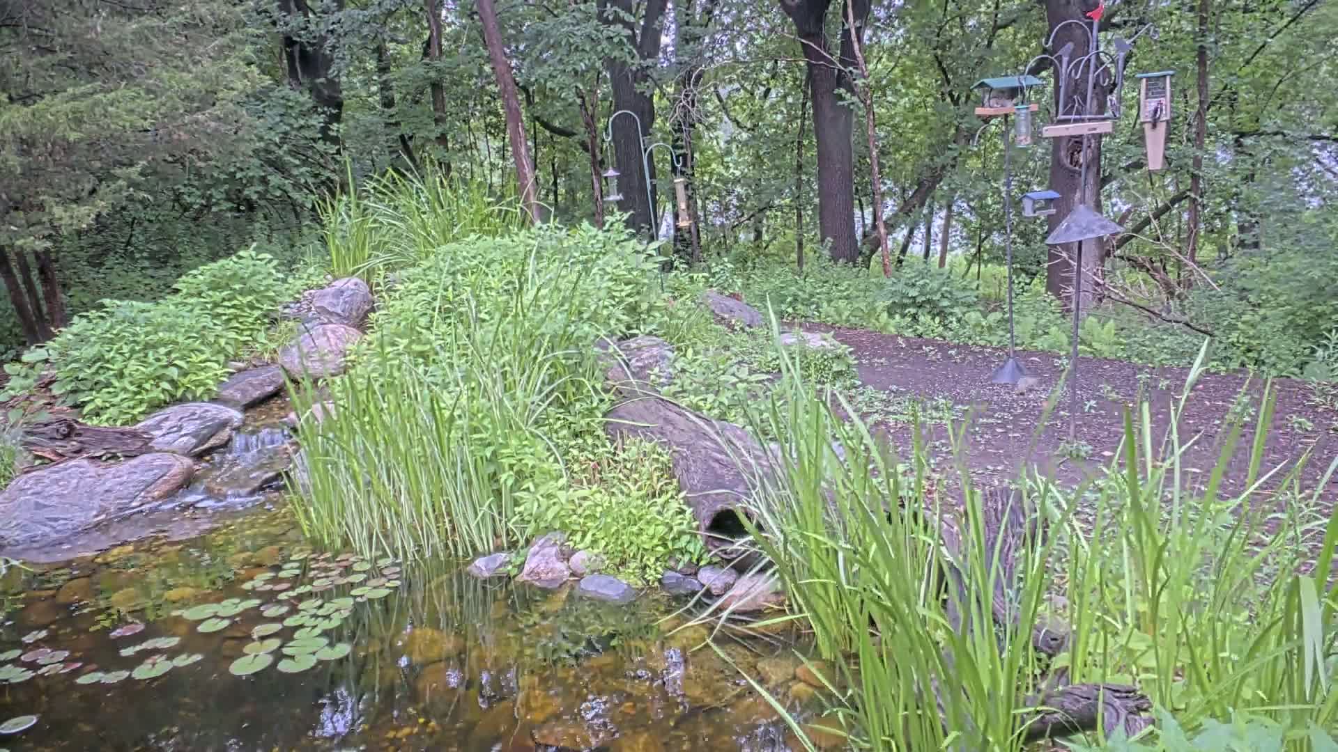 A small pond with lily pads sits nestled in a wooded area with a small waterfall flowing into it, surrounded by lush greenery and tall grasses, near a bird feeder stand.