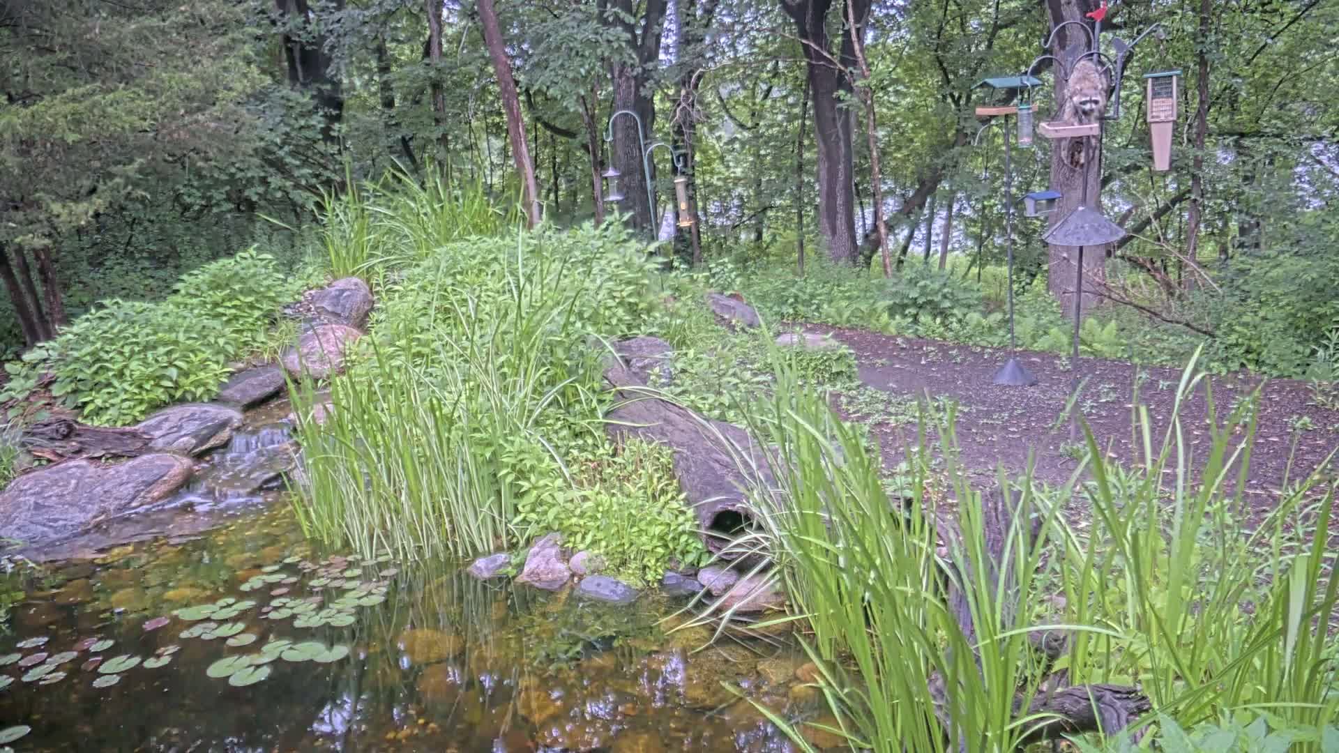 Bloomington, Richardson Nature Center Live Cam – Bloomington, Hennepin, Minnesota, USA