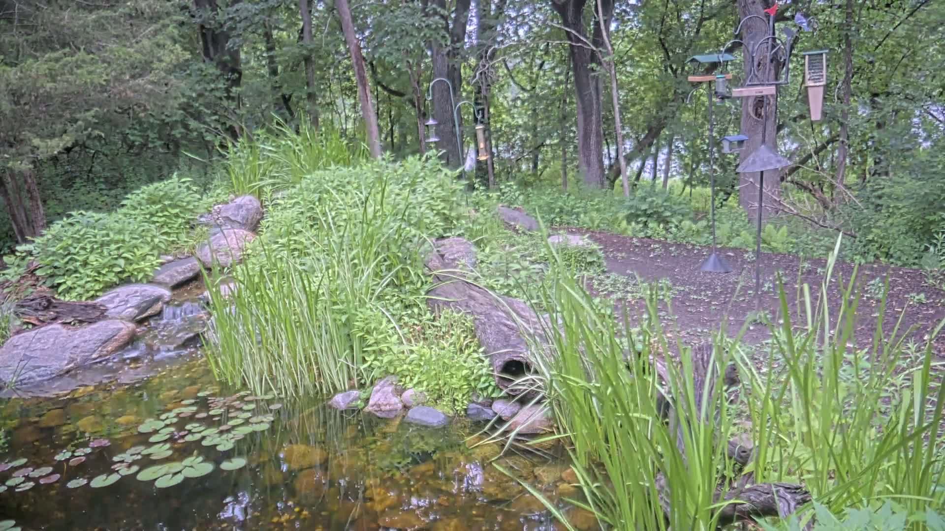 A small pond with lily pads, fed by a trickling stream bordered by rocks and tall grasses, sits in a wooded area with several bird feeders.