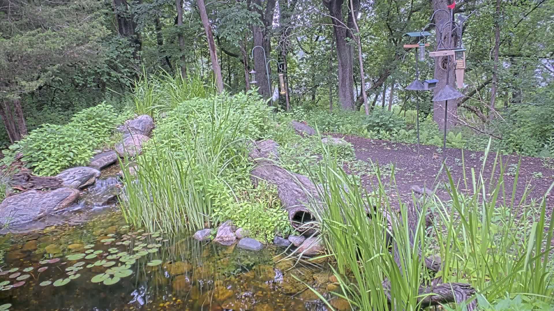 A small pond with lily pads and a rocky stream flows into it, surrounded by lush green vegetation and several bird feeders in a wooded area.