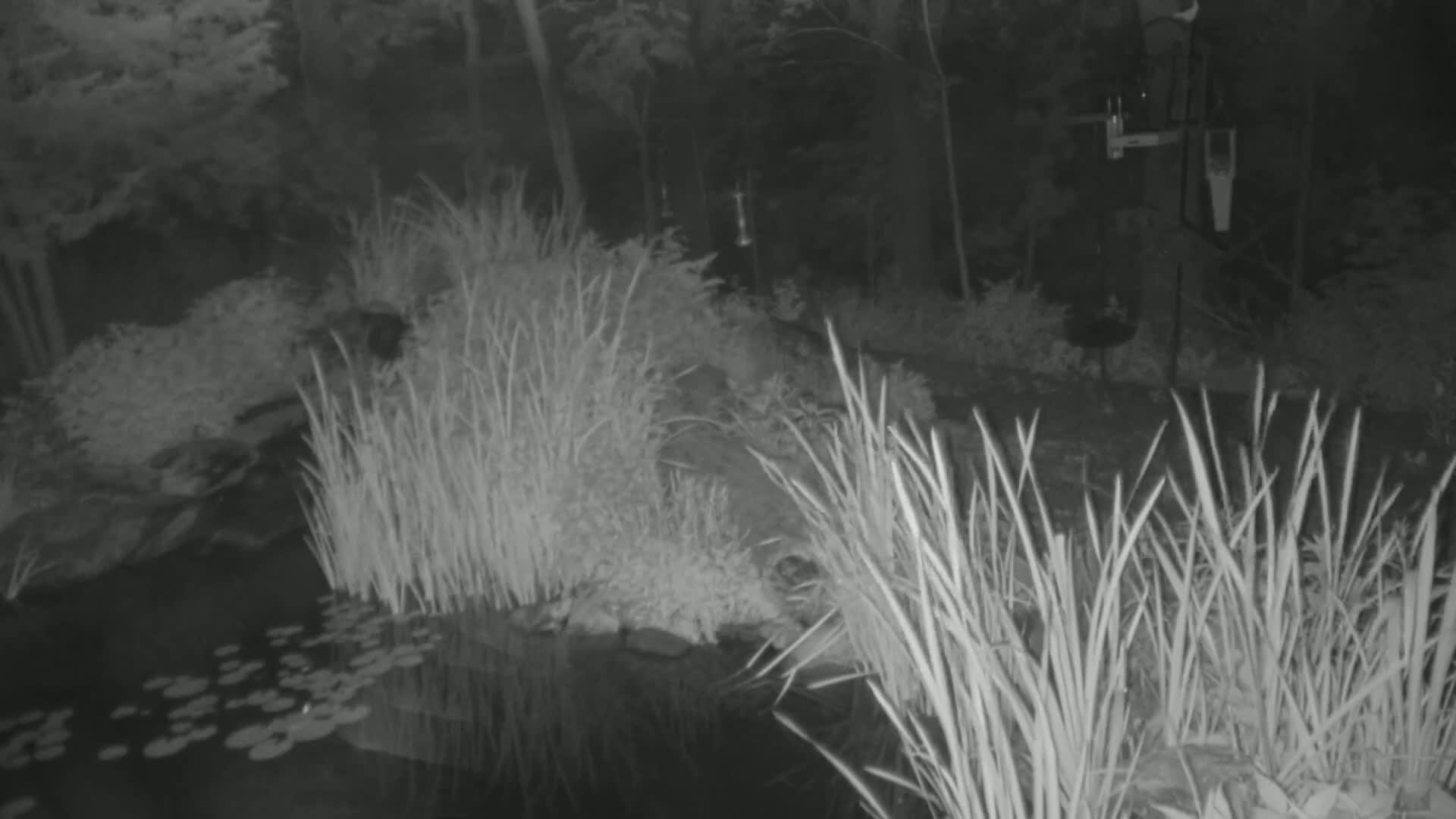 A nighttime, infrared image shows tall grasses surrounding a pond with lily pads, situated within a wooded area.