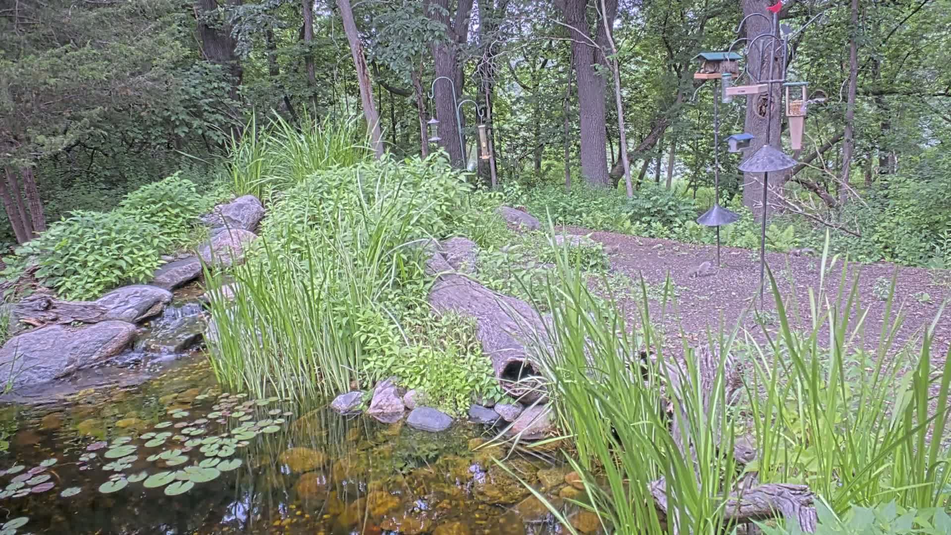 Bloomington, Richardson Nature Center Live Cam – Bloomington, Hennepin, Minnesota, USA