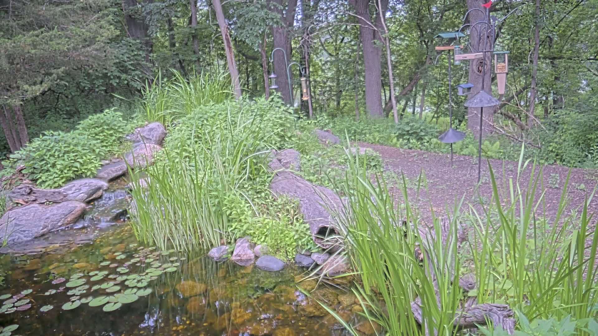 Bloomington, Richardson Nature Center Live Cam – Bloomington, Hennepin, Minnesota, USA