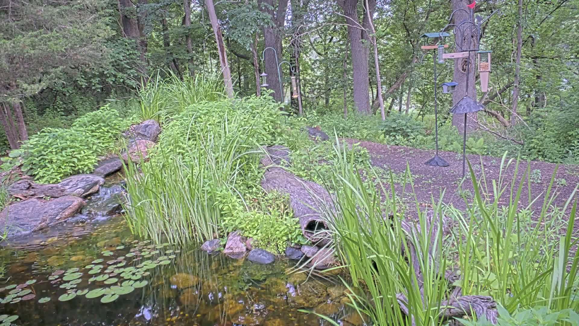 A small pond with lily pads, fed by a stream cascading over rocks, is nestled within a lush green woodland setting, featuring tall grasses and bird feeders.