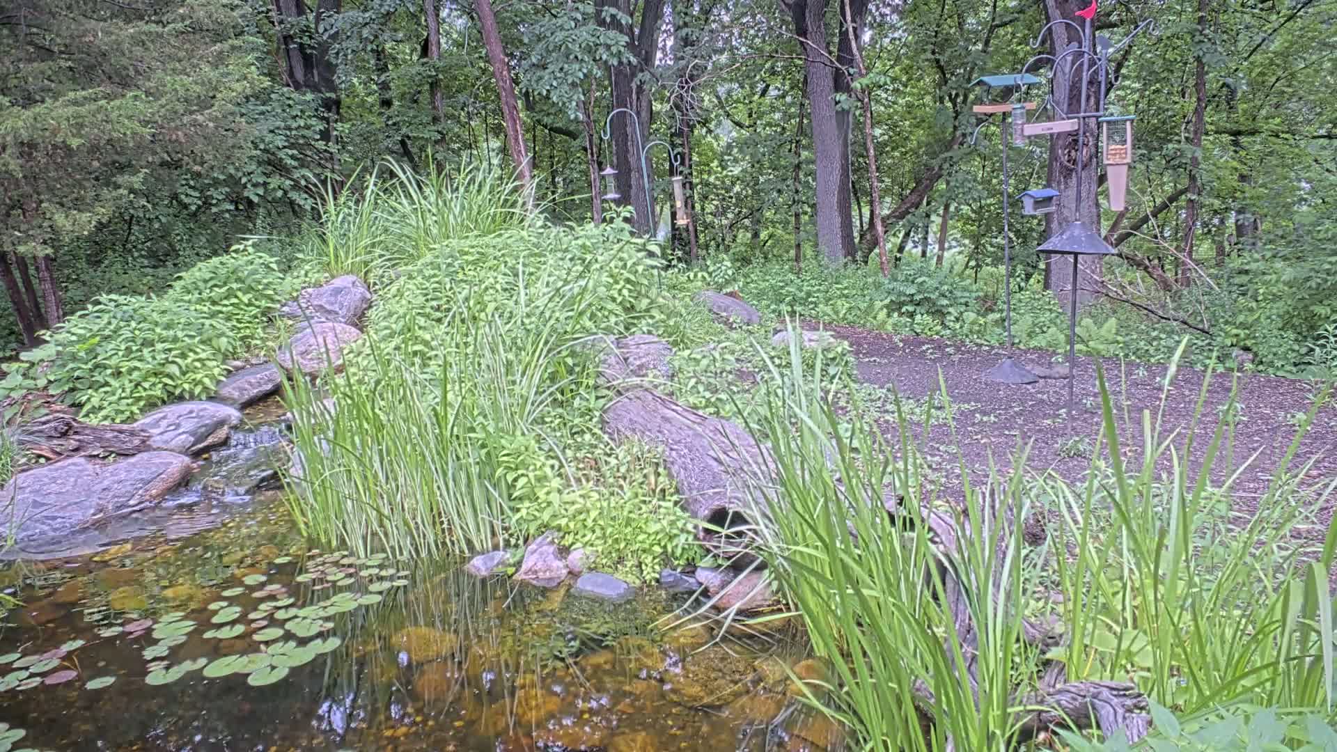A small pond with lily pads, fed by a stream flowing over rocks, is nestled within a lush green woodland garden containing several bird feeders.