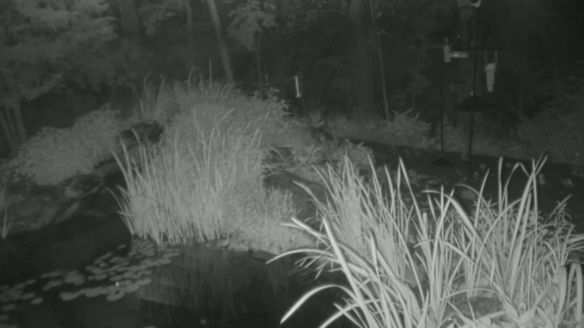 A nighttime, infrared image shows tall grasses surrounding a pond with lily pads, and a bird feeder stands in the background.