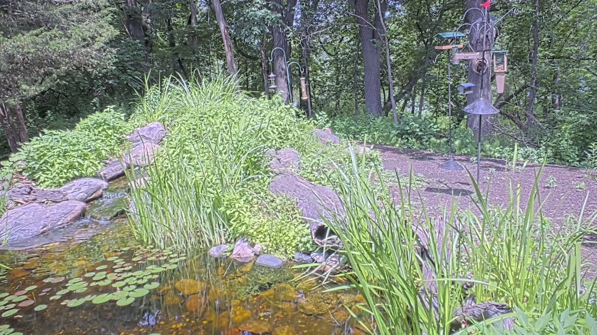 A small pond with lily pads is nestled in a wooded area, featuring a trickling stream flowing over rocks and surrounded by lush green vegetation and several bird feeders.