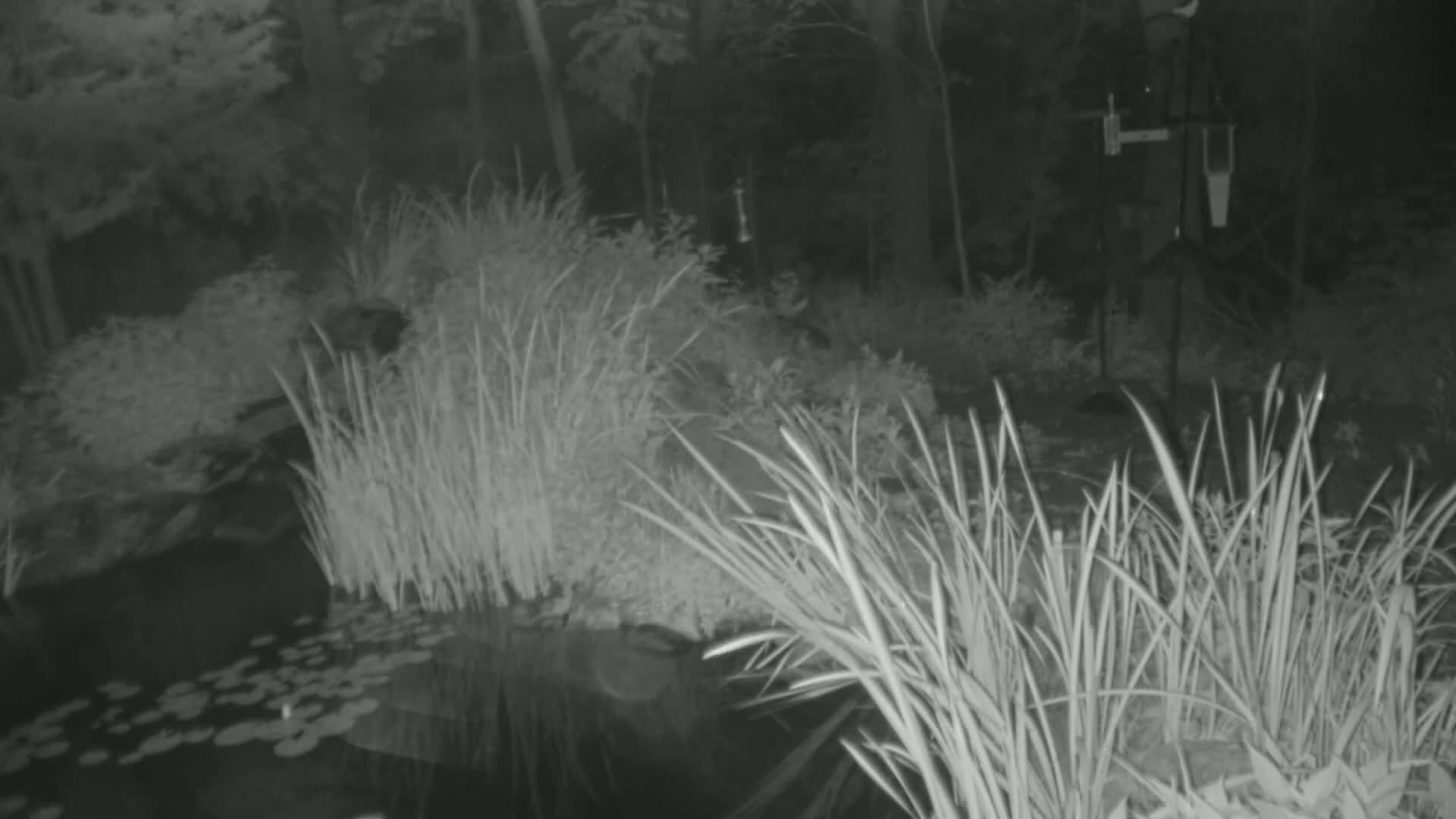 A nighttime infrared image shows tall grasses surrounding a pond with lily pads, situated in a wooded area.