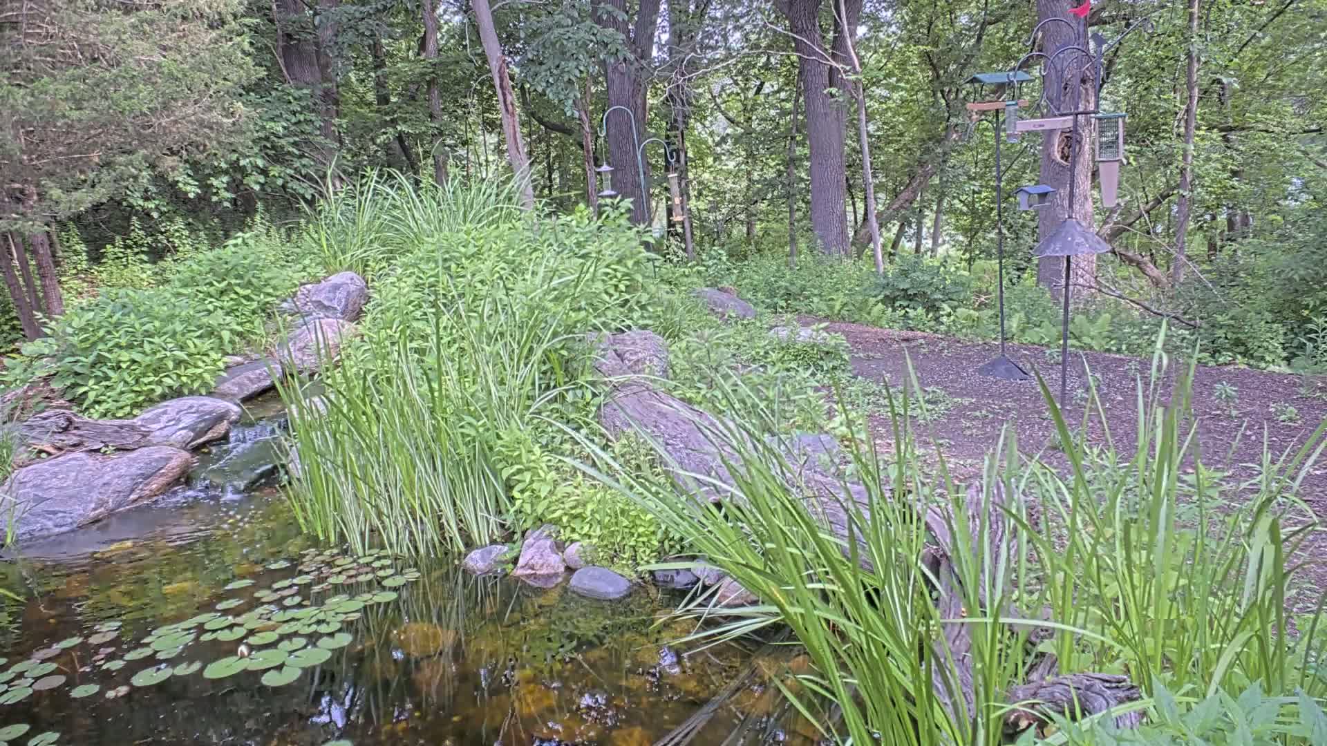 A small pond with lily pads, fed by a stream cascading over rocks, is nestled within a lush green woodland setting.
