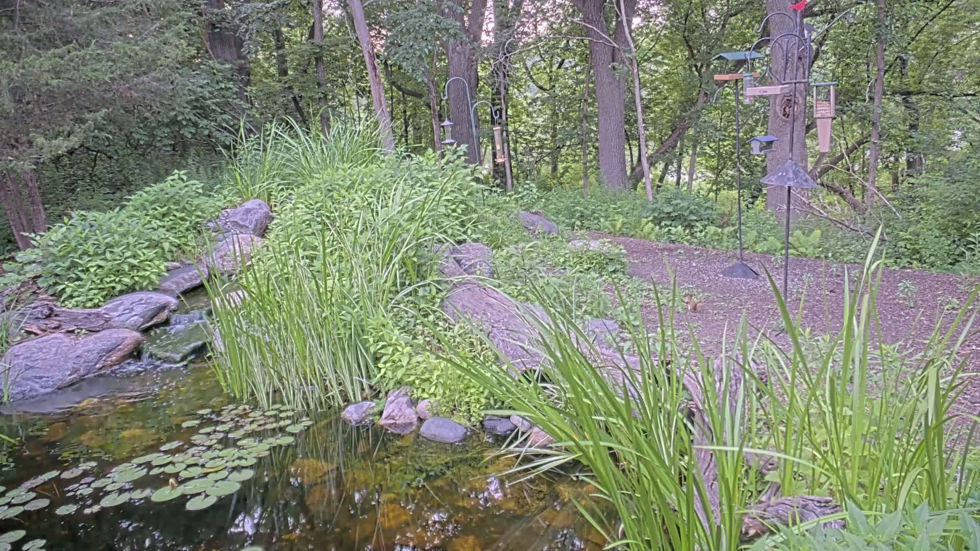Bloomington, Richardson Nature Center Live Cam – Bloomington, Hennepin, Minnesota, USA