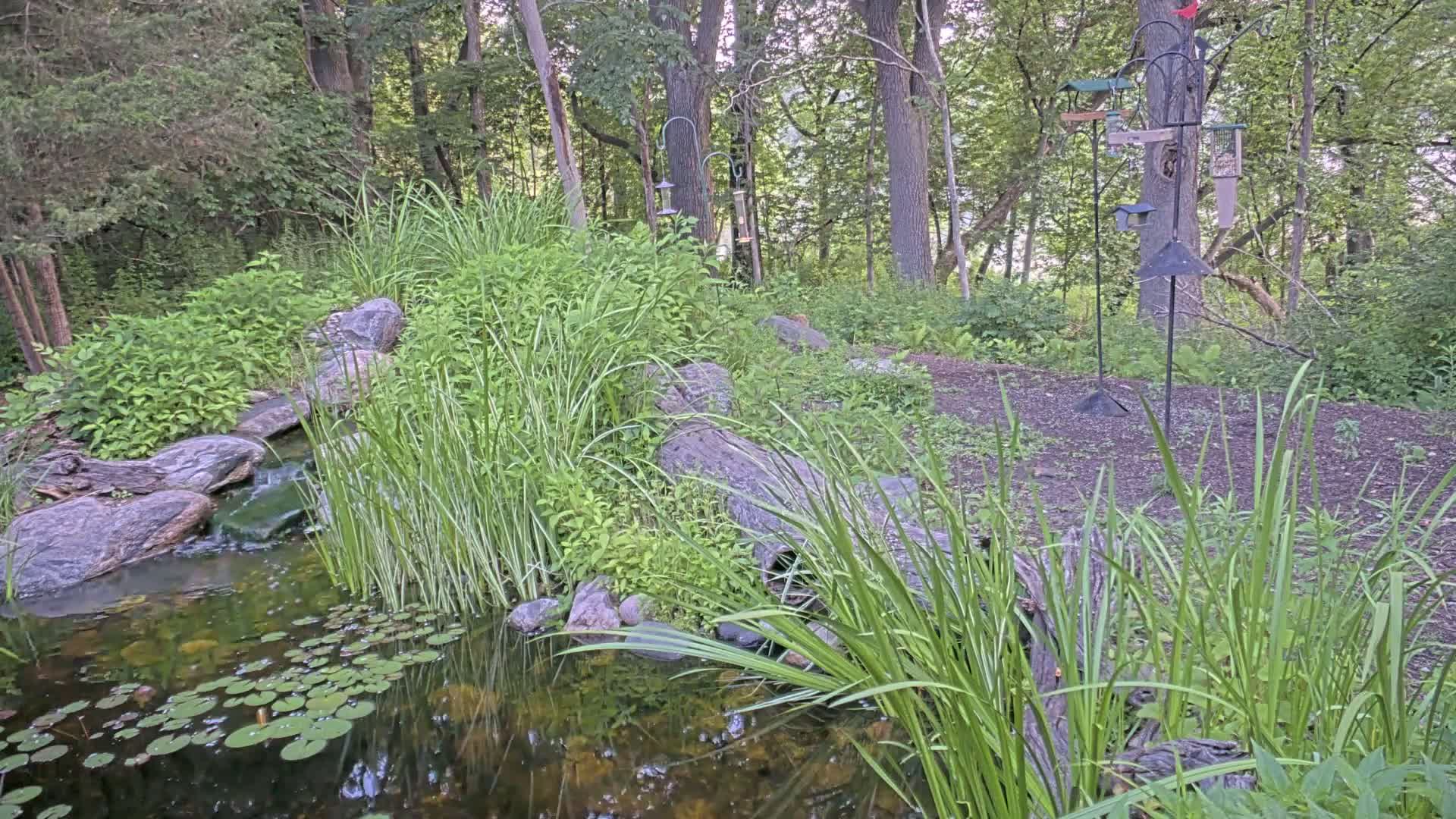 A small pond with lily pads, fed by a small stream, is nestled amongst lush green vegetation and large rocks in a wooded area.