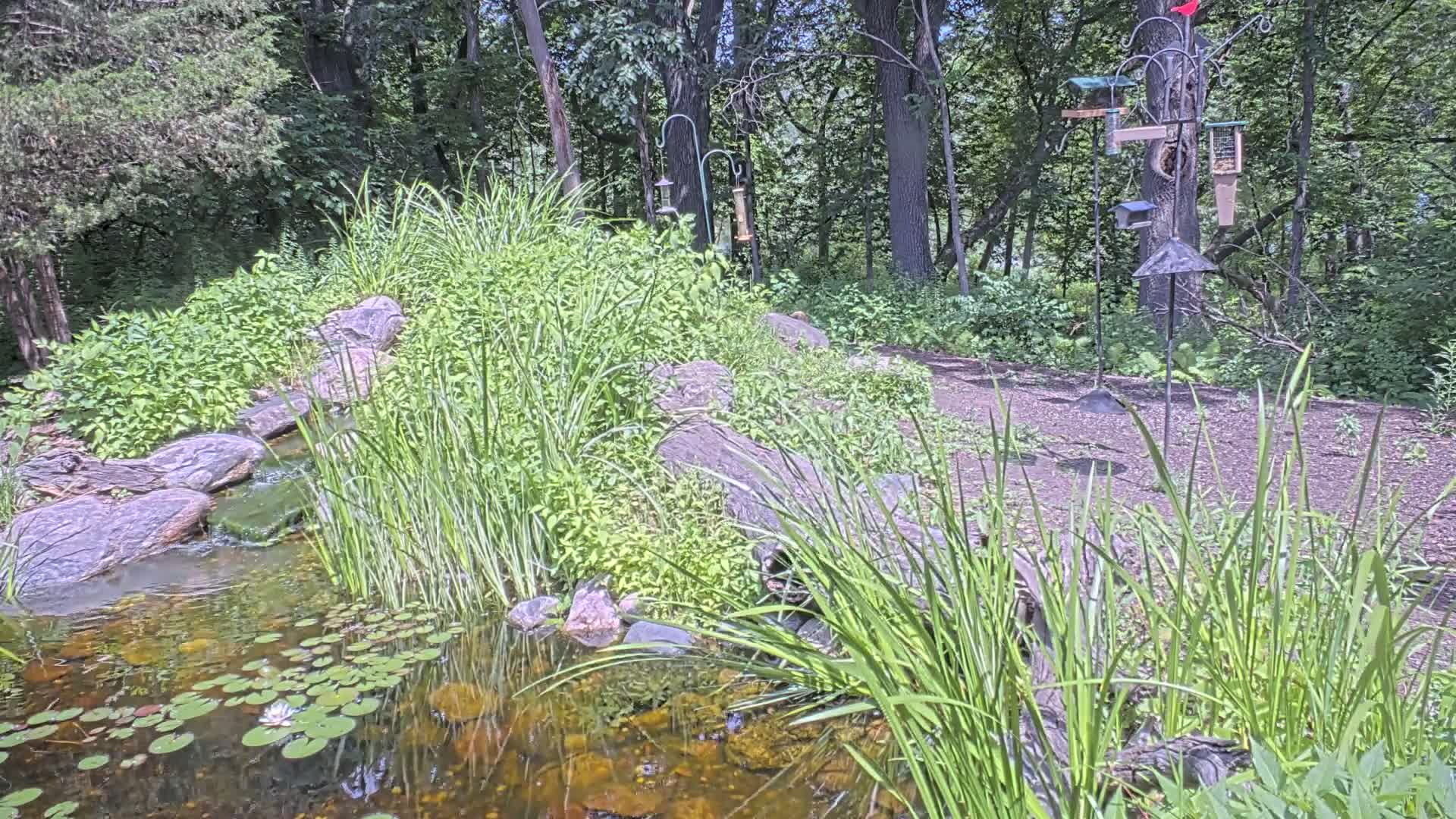 A small pond with lily pads and a slow-moving stream, bordered by lush green vegetation and rocks, sits in a wooded area on a sunny day.