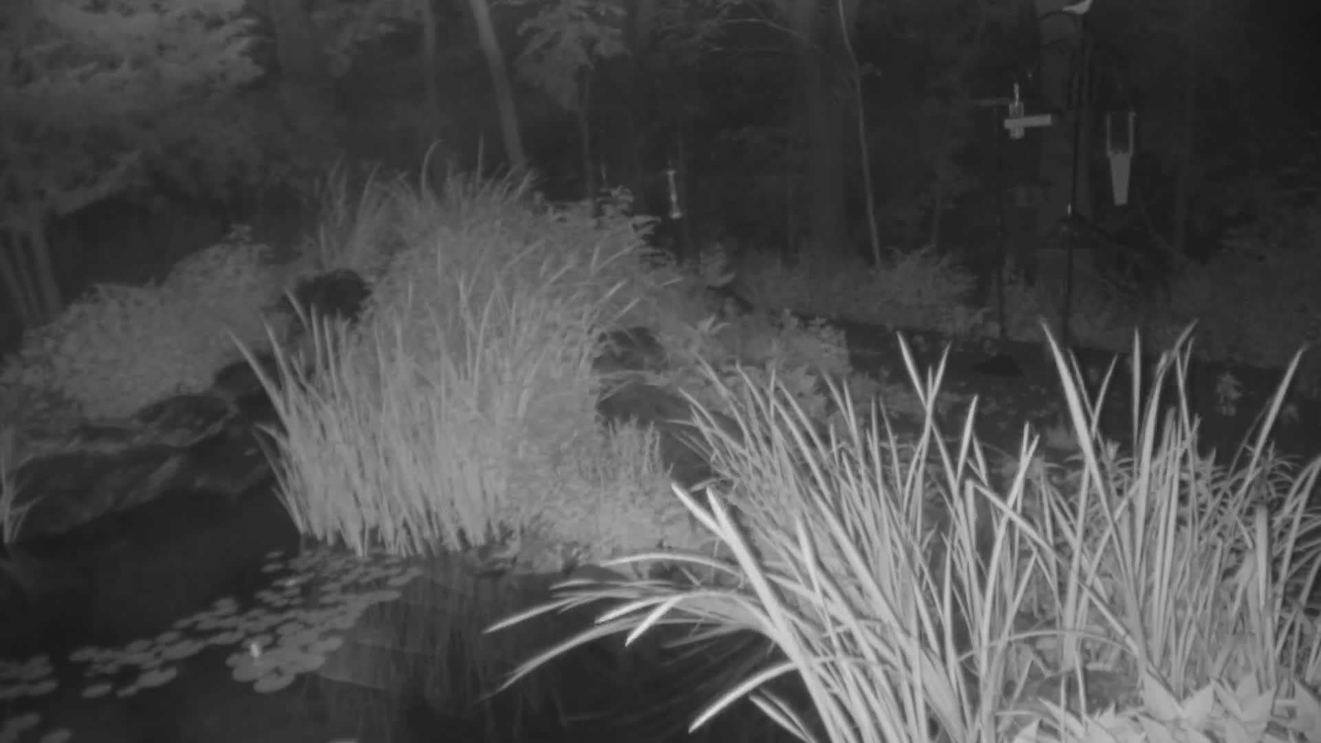 A nighttime, infrared image shows tall grasses surrounding a small pond with lily pads, in a wooded area.